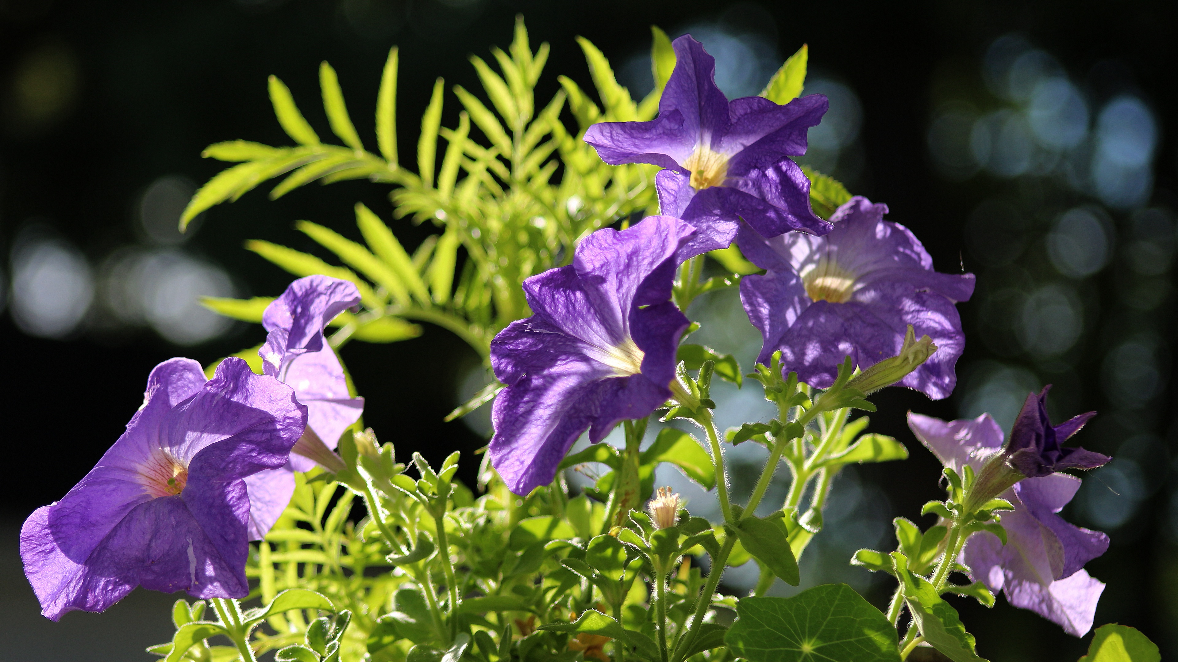 Flower Macro Petunia 3840x2160