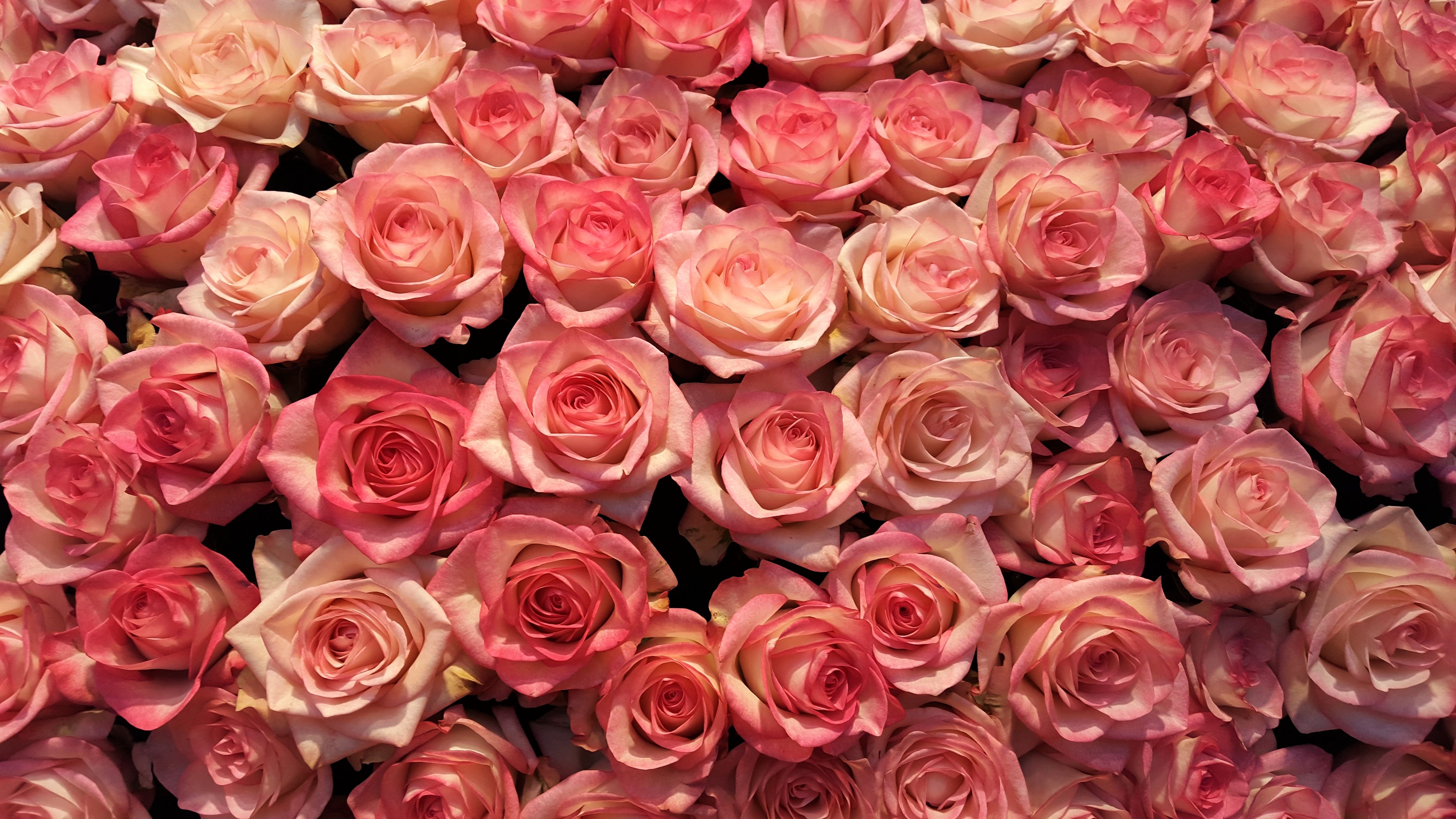 Earth Flower Pink Flower Pink Rose Rose 3457x1945