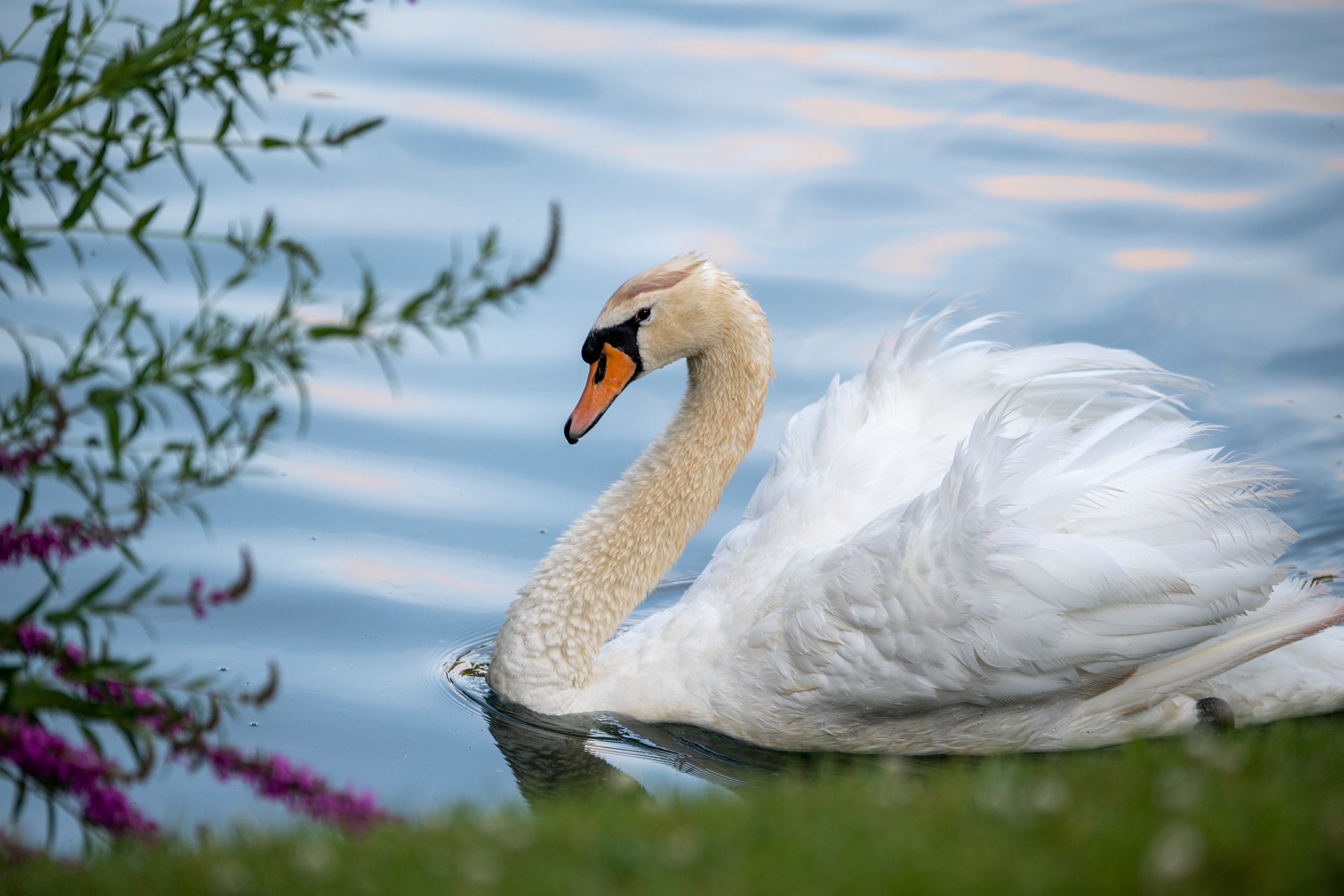 Bird Mute Swan Pond Swan 3000x2000