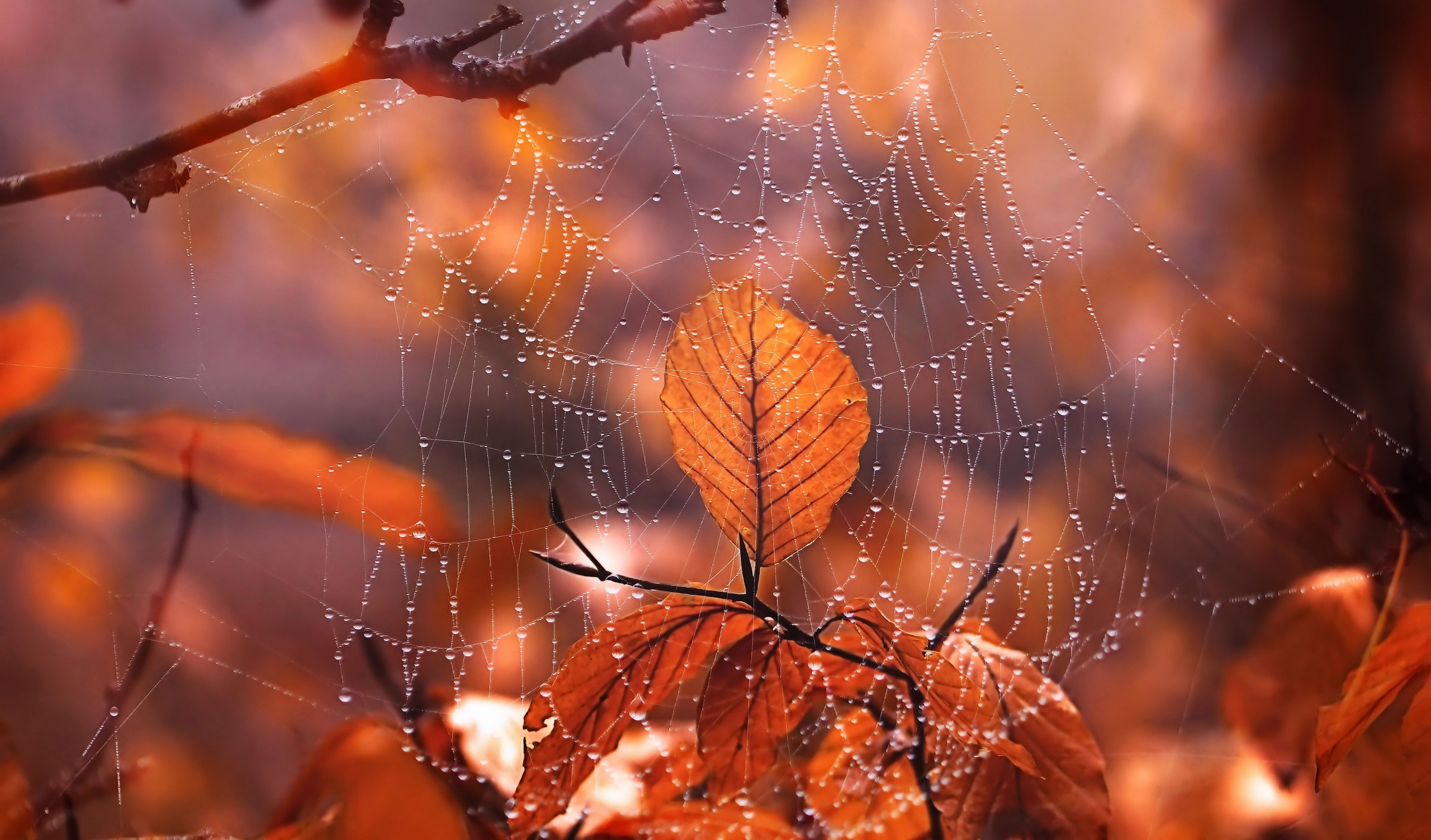 Depth Of Field Fall Leaf Macro Spider Web Water Drop 2560x1504