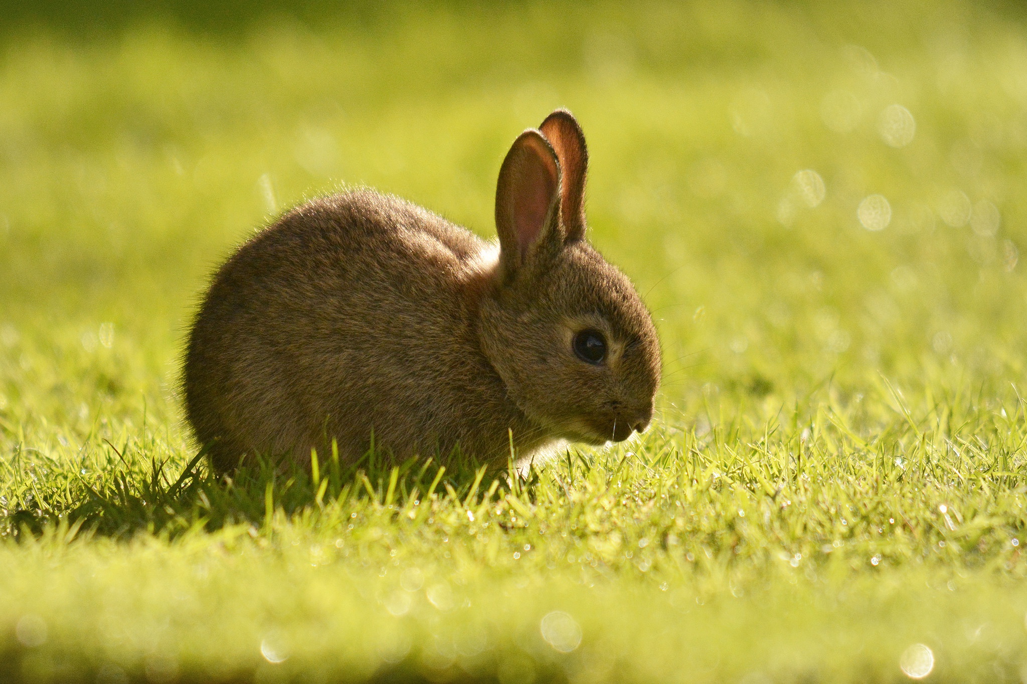 Grass Rabbit Wildlife 2048x1365