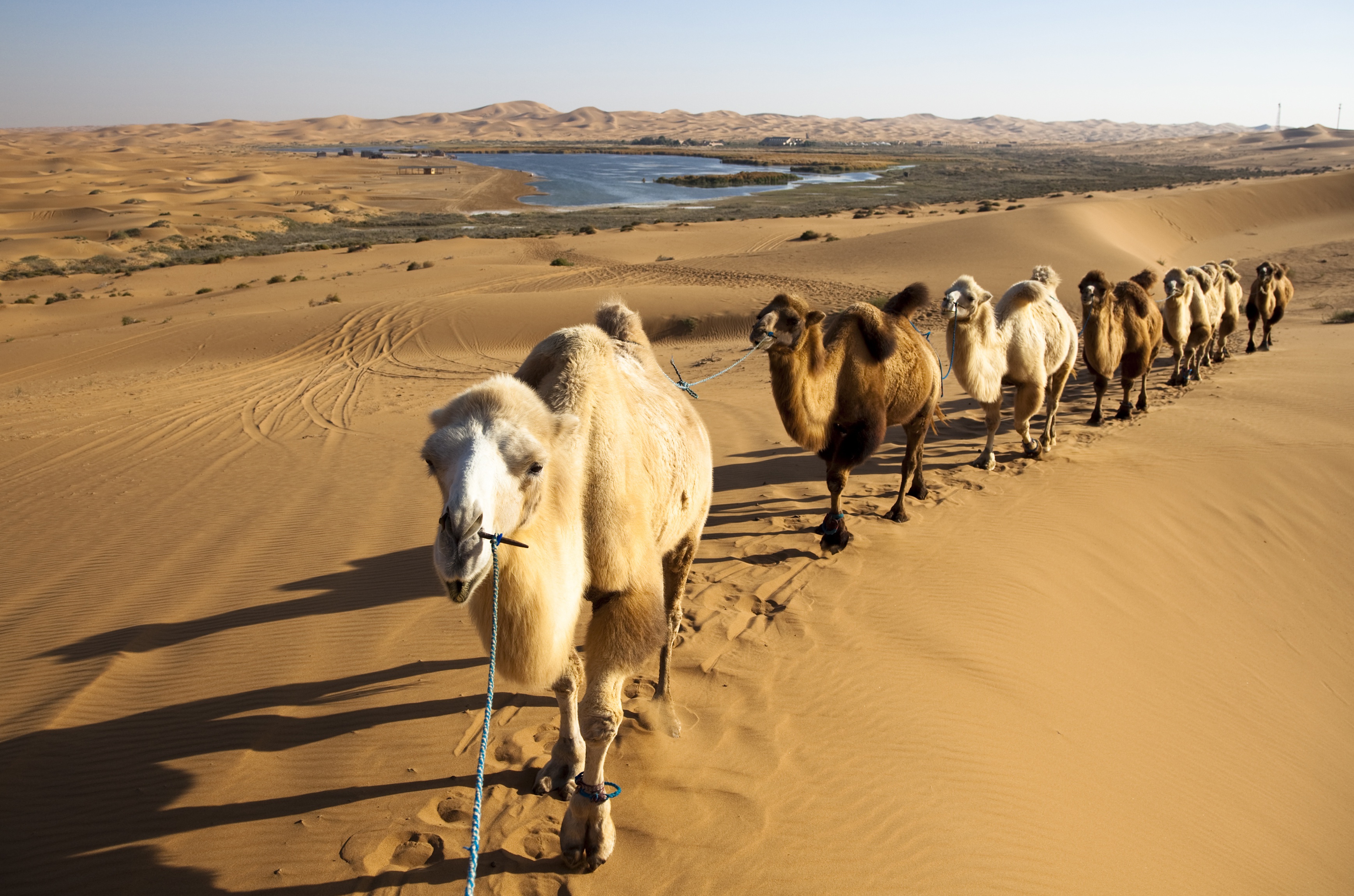 Camel Desert Sand 3475x2300