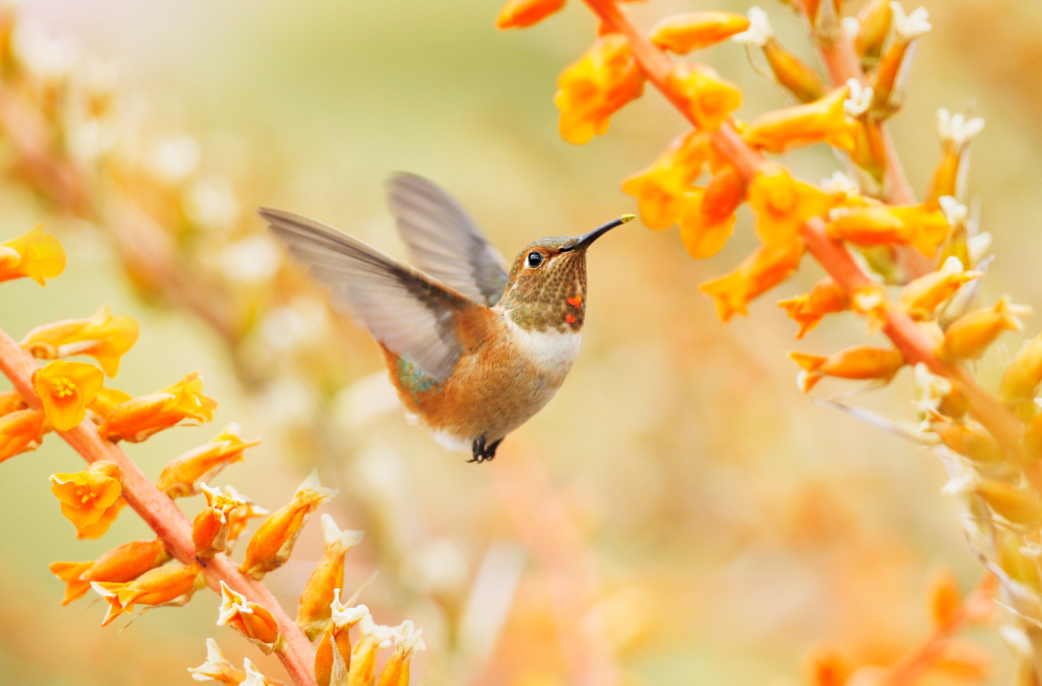 Bird Flower Hummingbird Wildlife 2048x1349