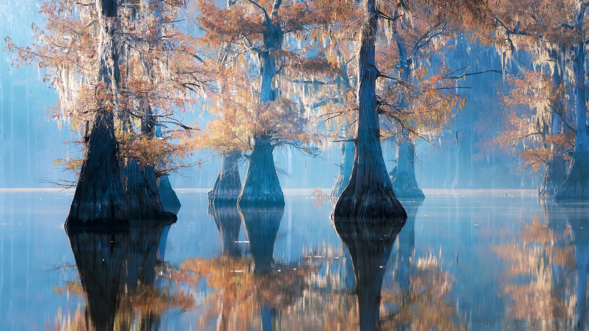 Reflection Swamp Tree 2000x1125