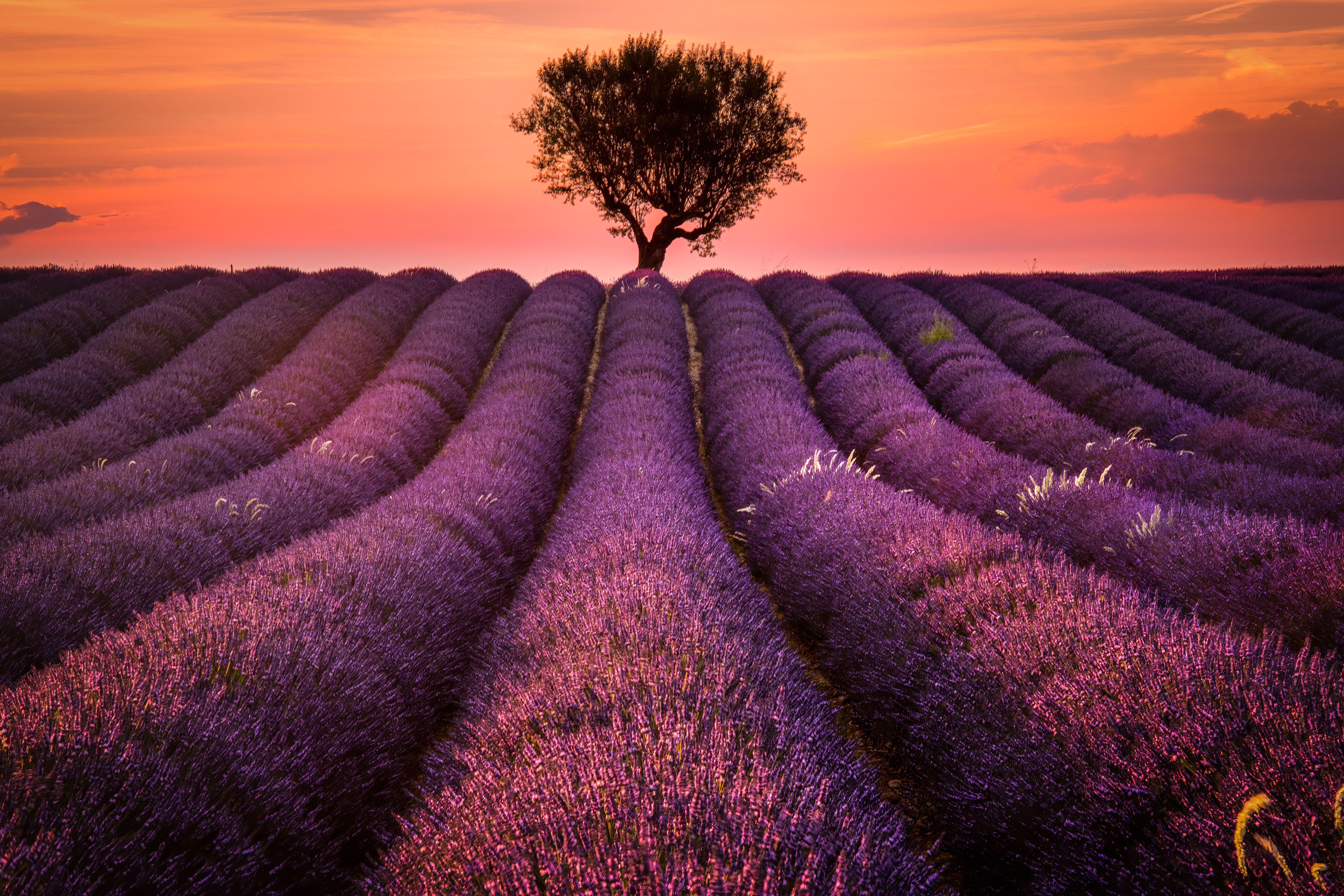 Field France Lavender Nature Provence Purple Flower Summer Sunset Tree 8153x5436