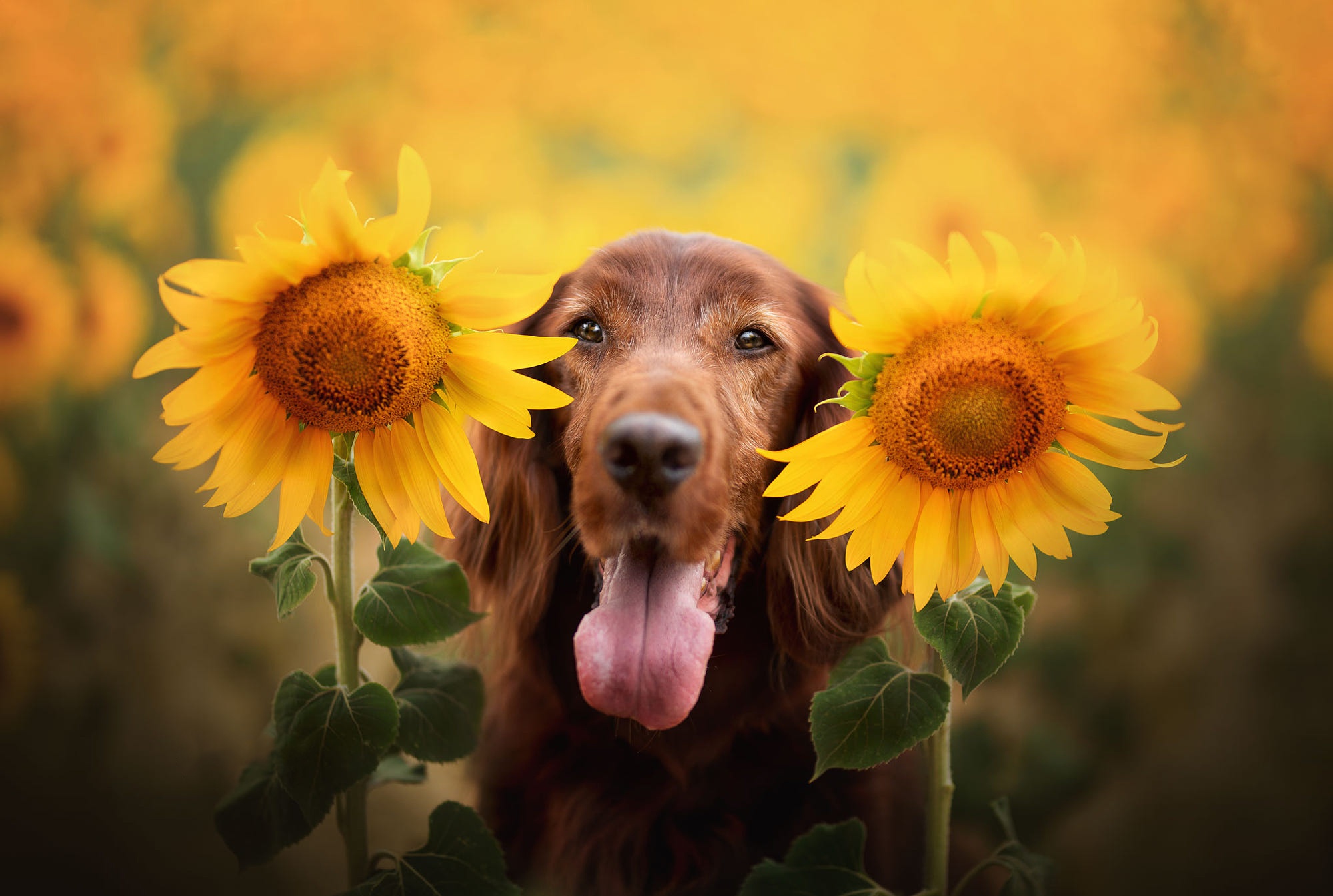 Dog Flower Pet Spaniel Sunflower Yellow Flower 2000x1346