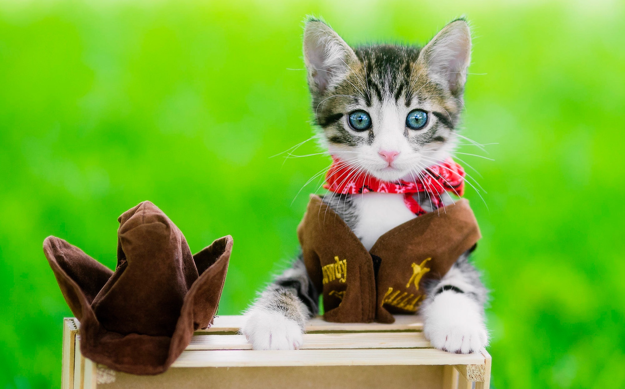 Baby Animal Cat Kitten Pet 2048x1275
