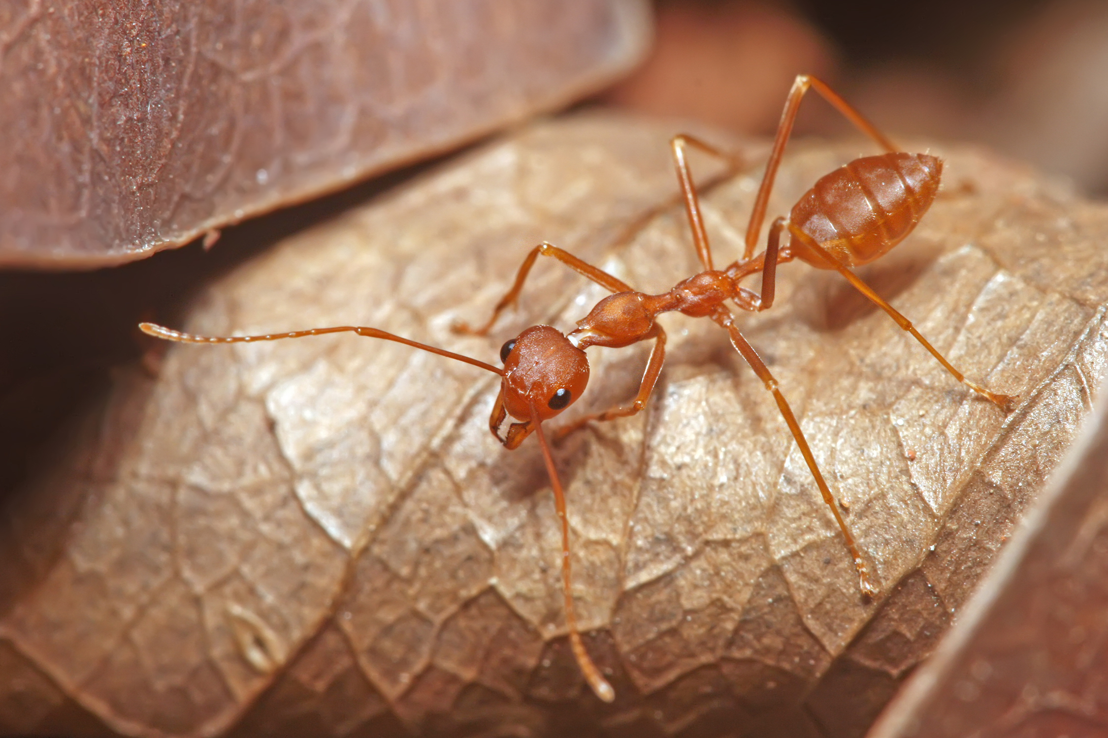 Animal Ant Red Weaver Ant 2250x1500
