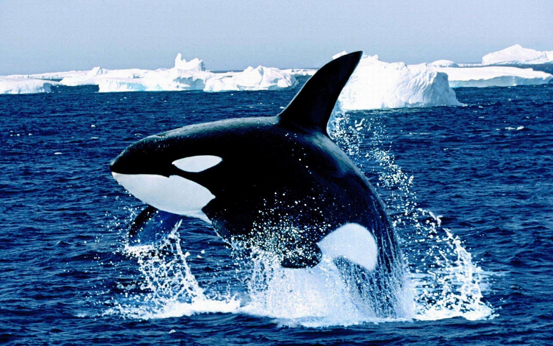Animal Iceberg Killer Whale Water Whale Wildlife 1920x1200