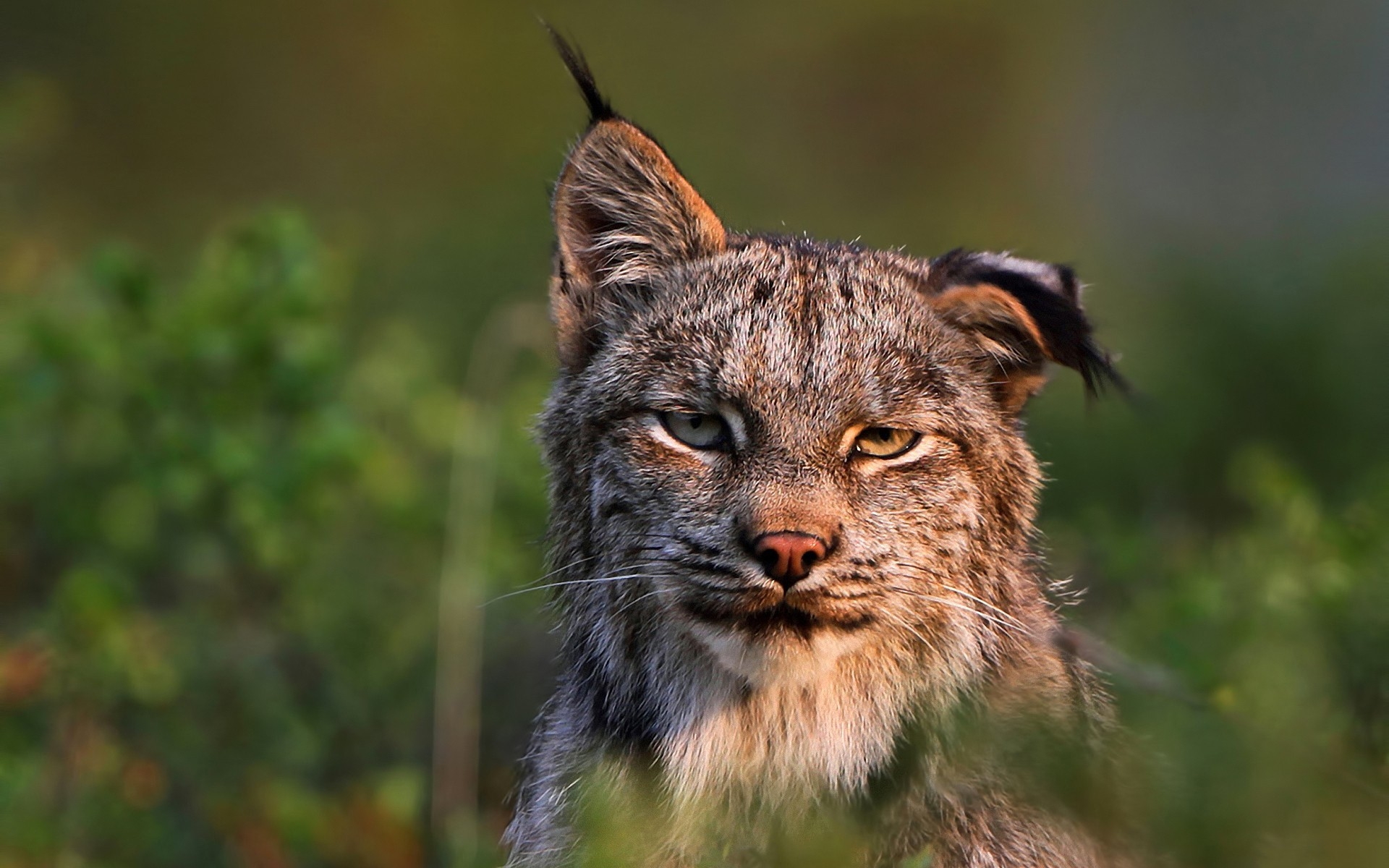 Animal Lynx Wildlife Predator Animal 1920x1200