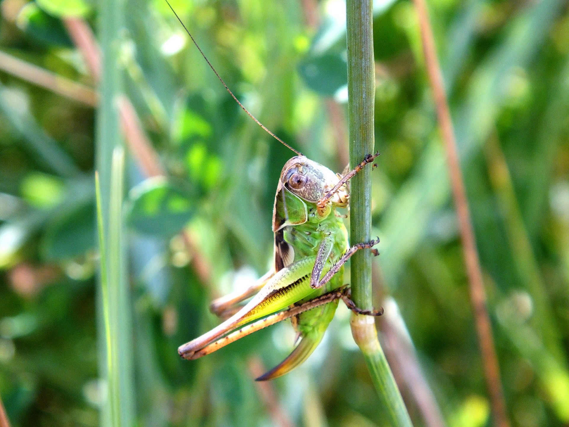 Animal Grasshopper 1920x1440