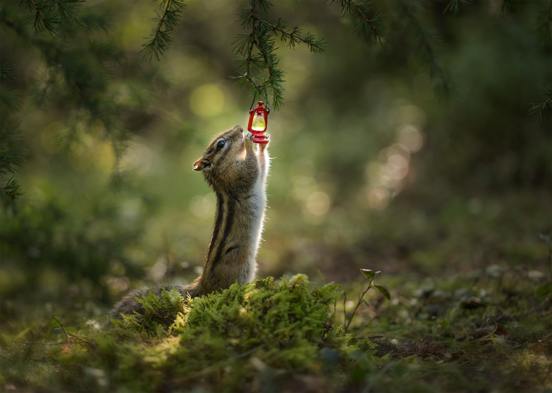 Chipmunk Rodent Wildlife 1920x1370