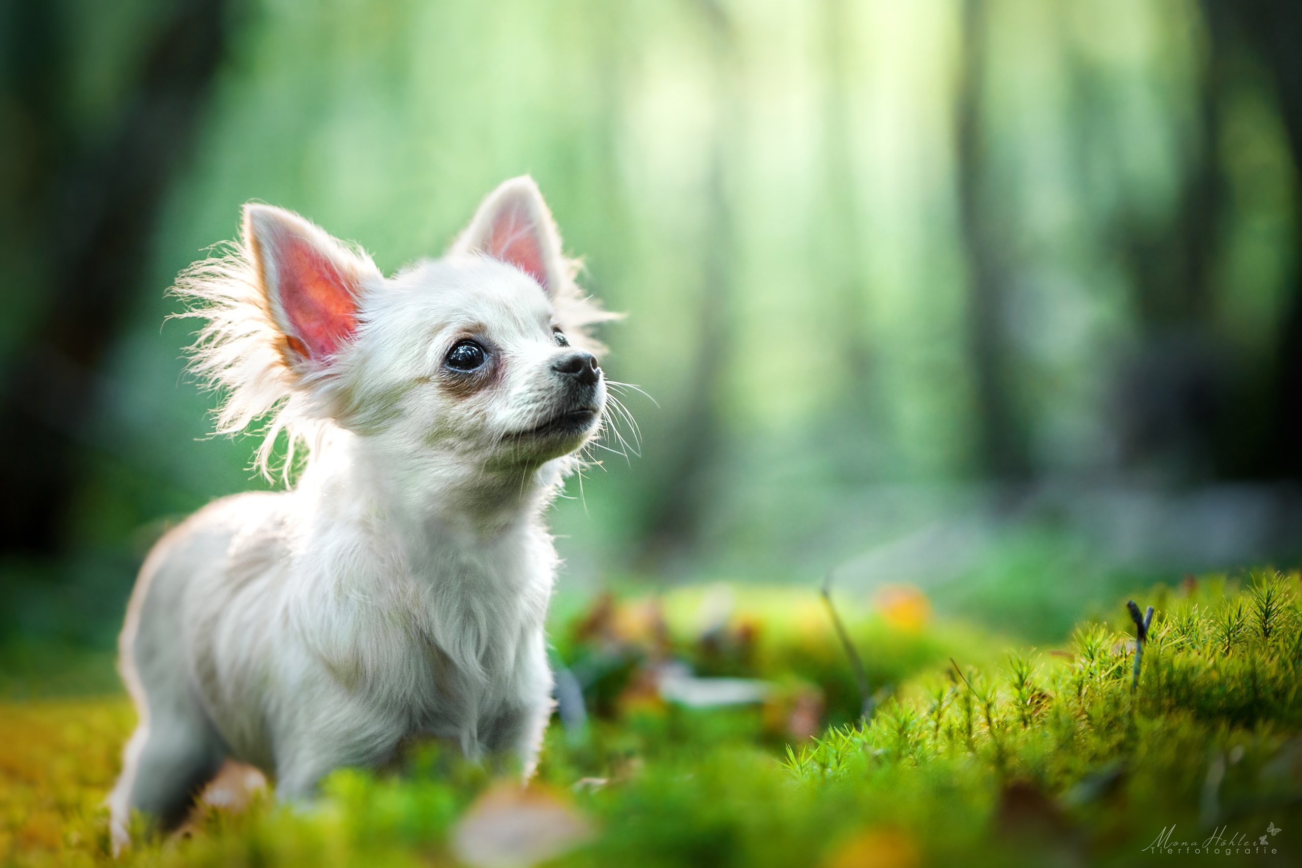 Chihuahua Dog Pet 2560x1707
