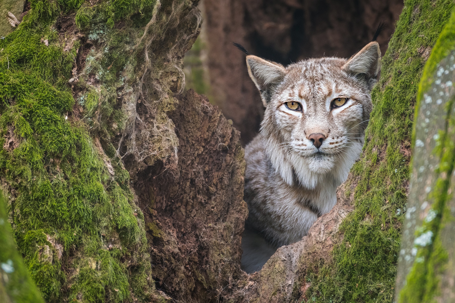 Big Cat Lynx Wildlife Predator Animal 1920x1280