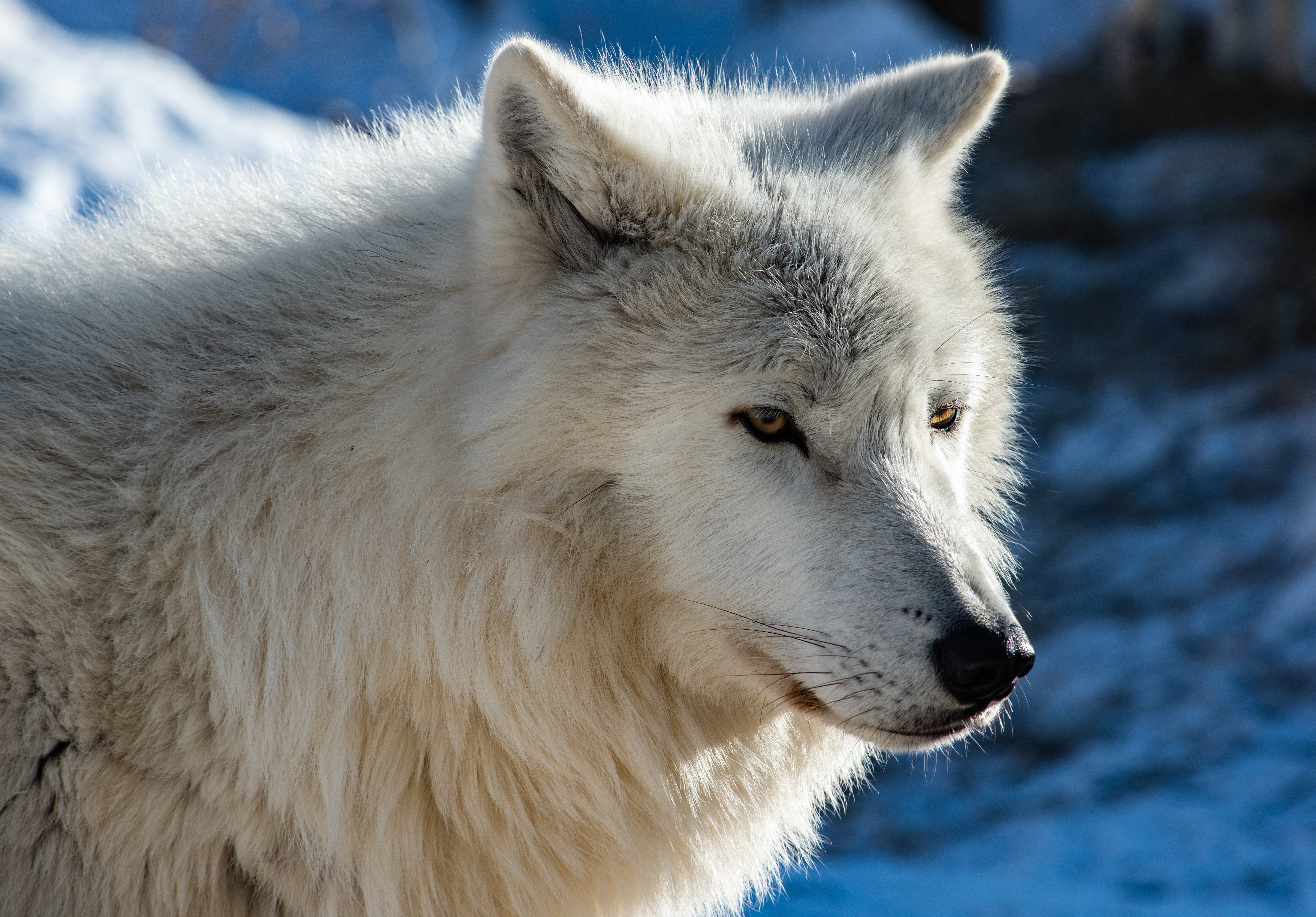 Arctic Wolf Wildlife Wolf Predator Animal 6144x4282