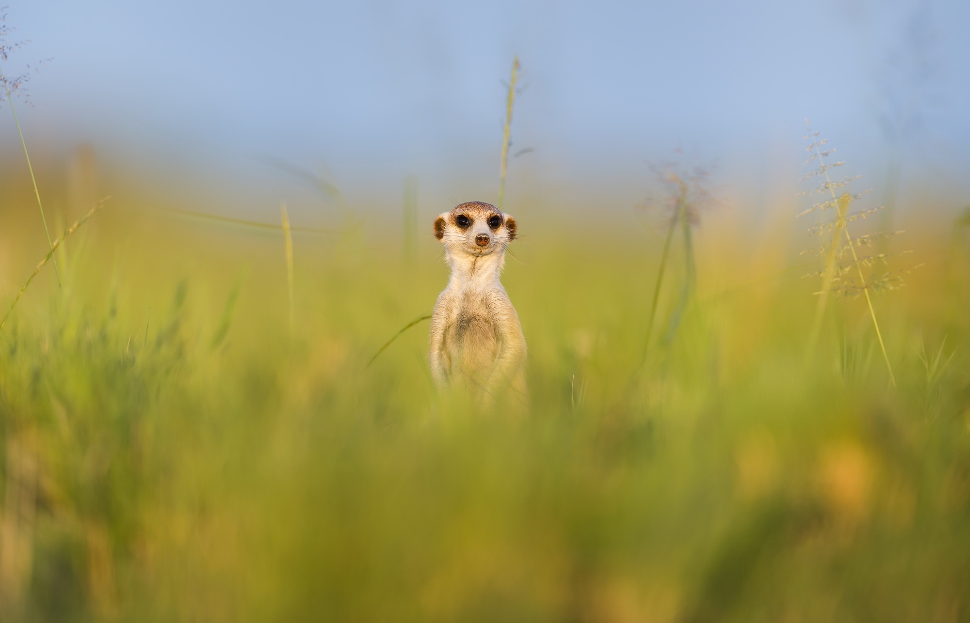 Meerkat Wildlife 2000x1286