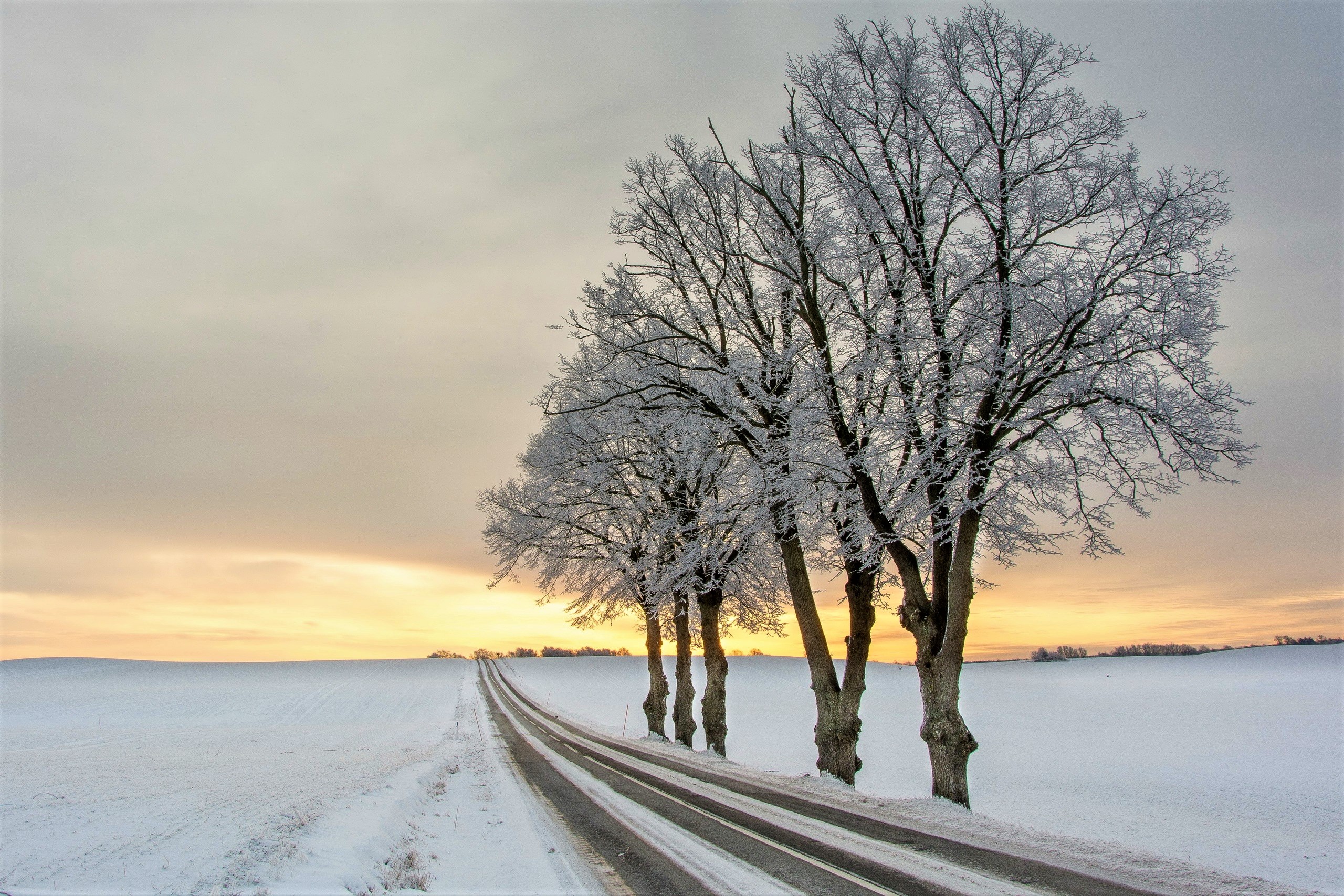 Road Snow Sunset Tree Winter 2560x1707