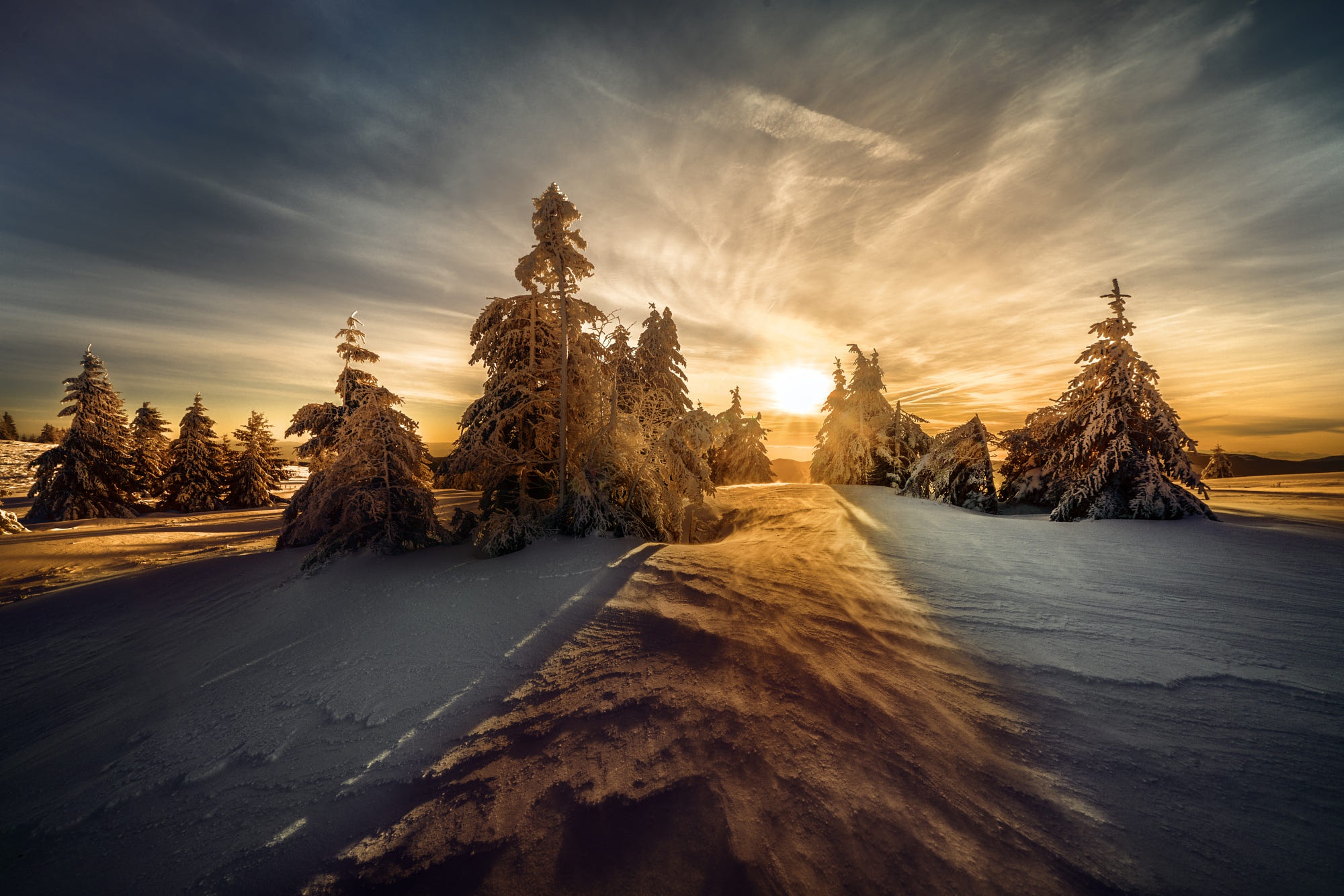 Nature Snow Spruce Sun Winter 2000x1334