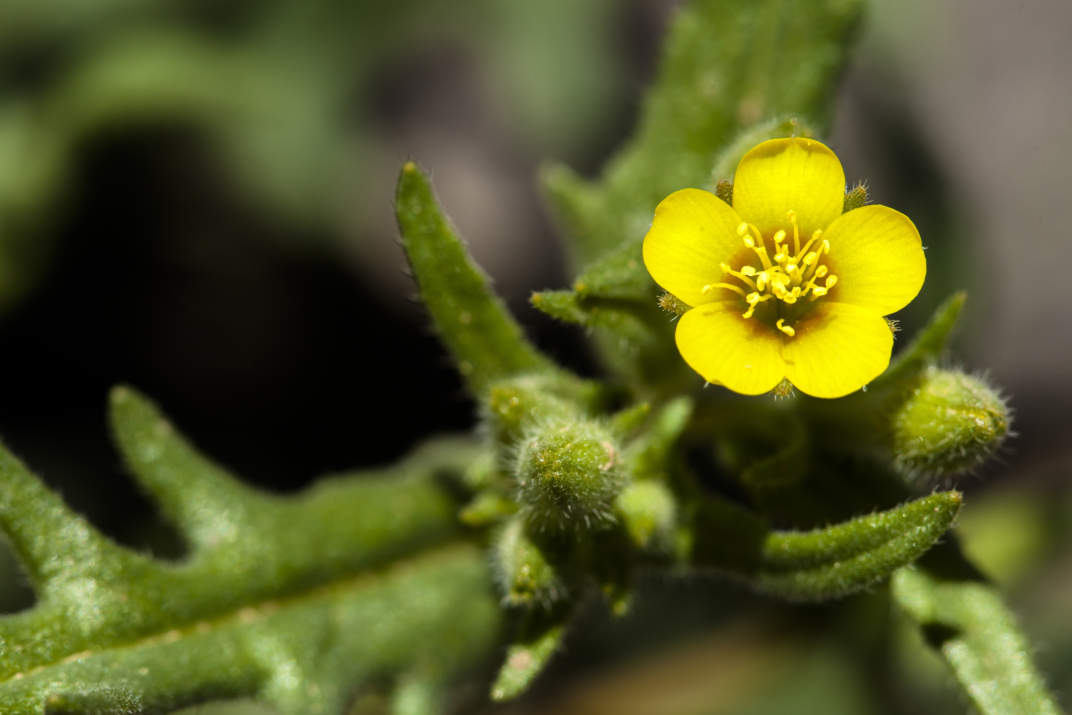 Close Up Flower Yellow Flower 4338x2892