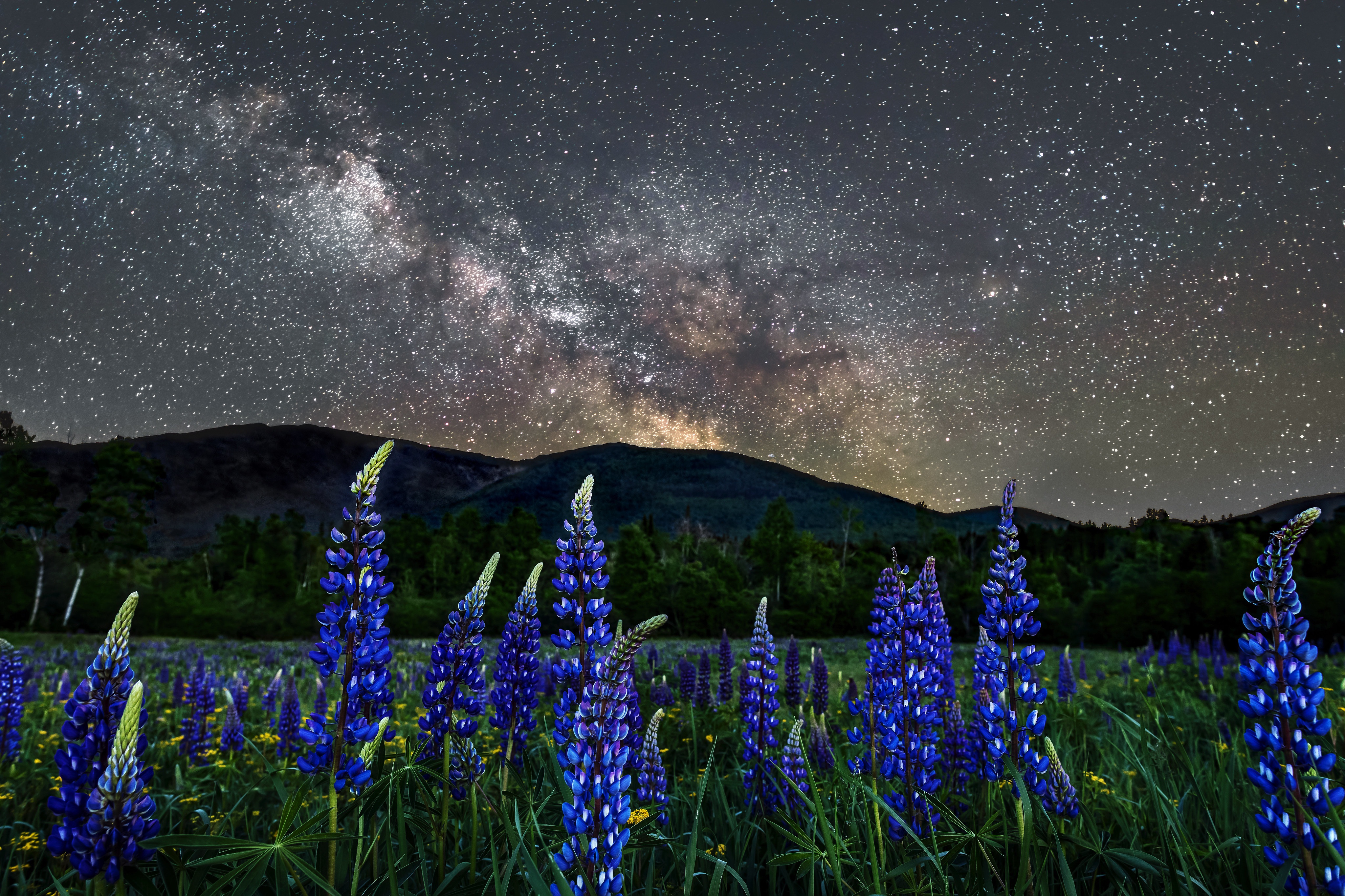 Flower Lupine Meadow Mountain Nature New Hampshire Night Stars Usa 4096x2731