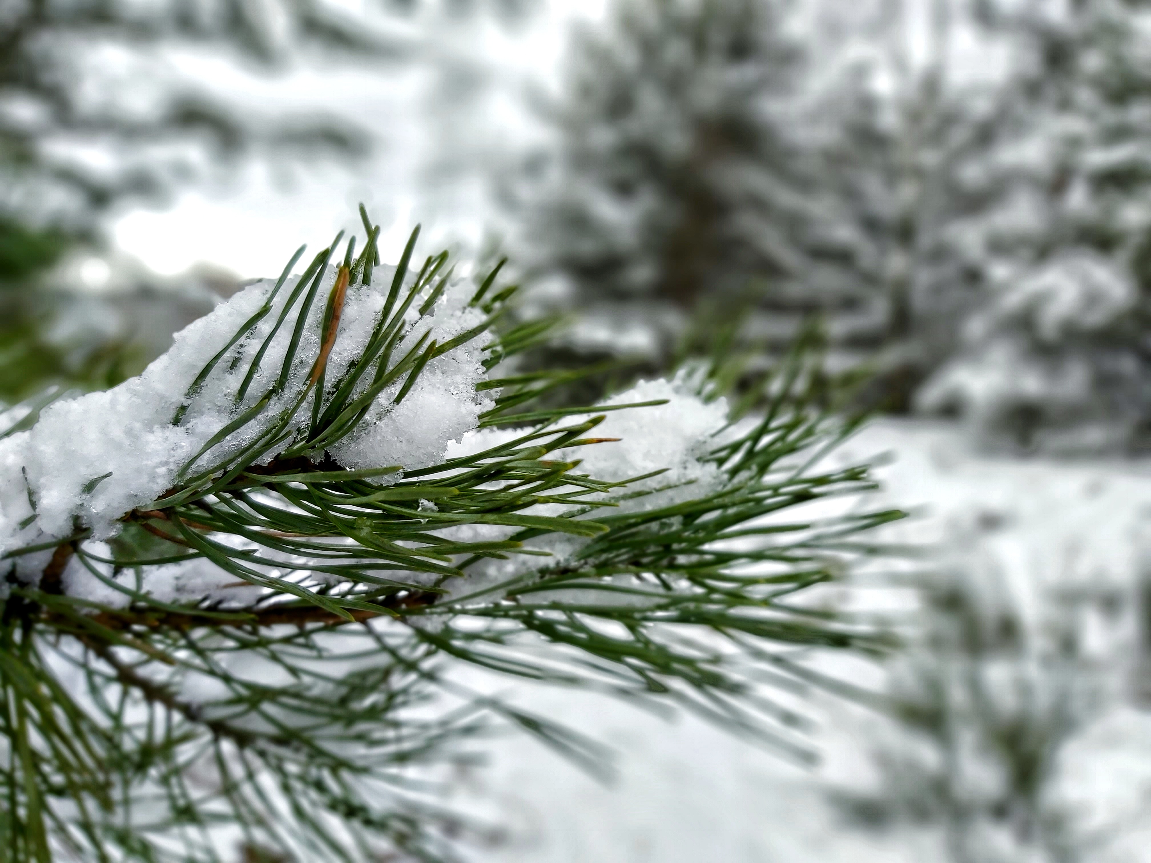 Nature Snow Winter Pine Trees 4032x3024
