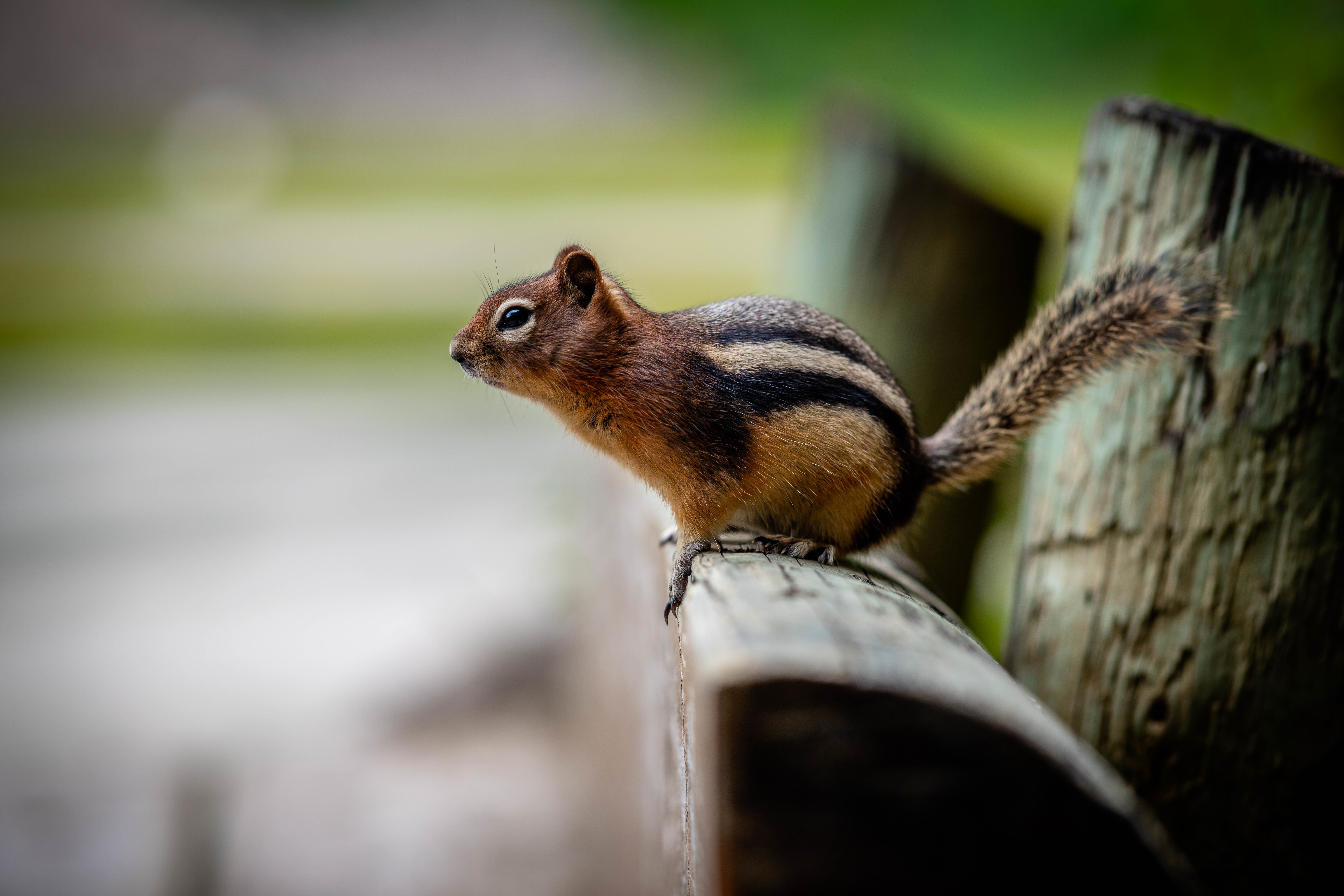 Chipmunk Depth Of Field Rodent Wildlife 6144x4096