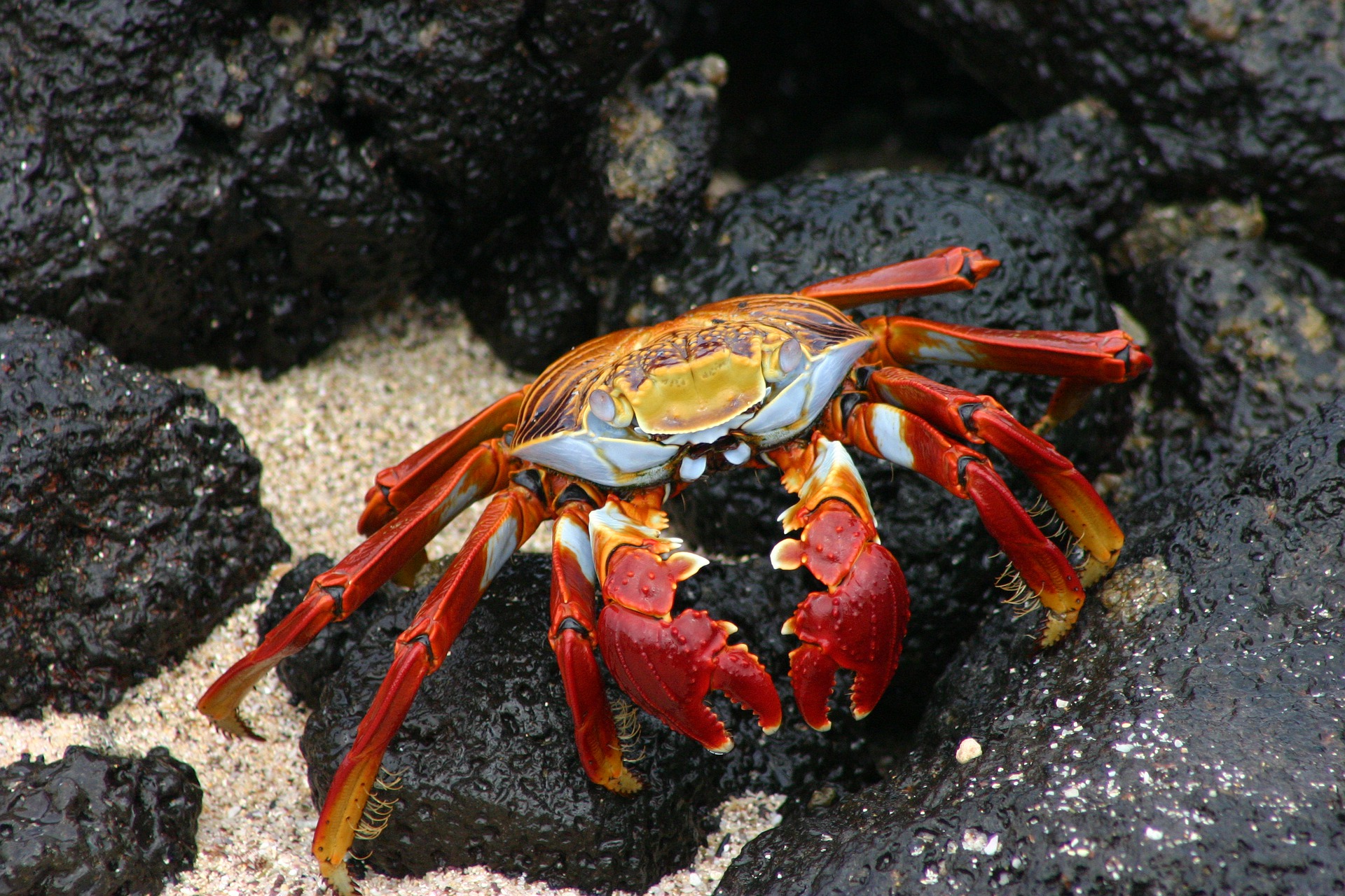 Crab Crustacean Wildlife 1920x1280
