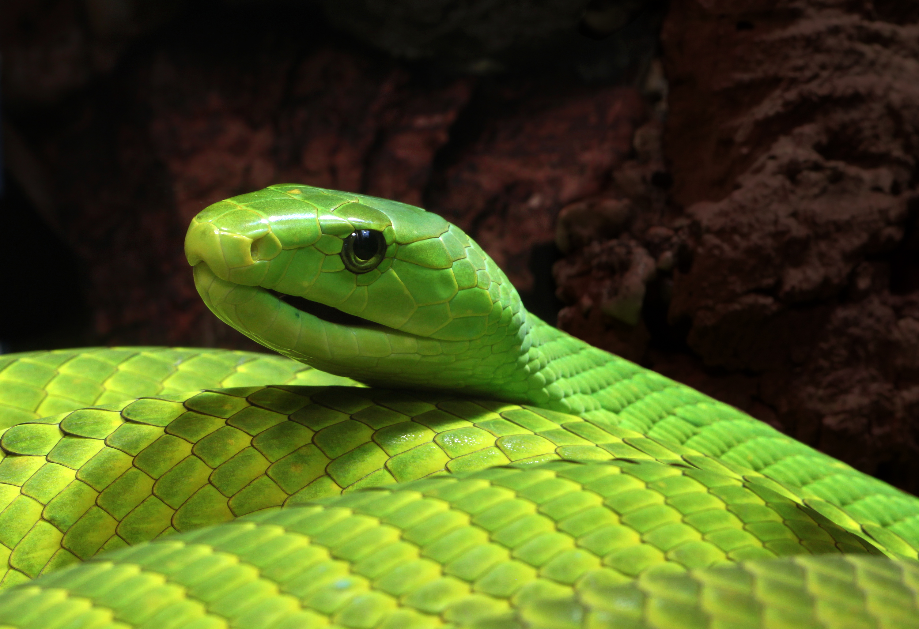 Snake Green Boomslang 3000x2054