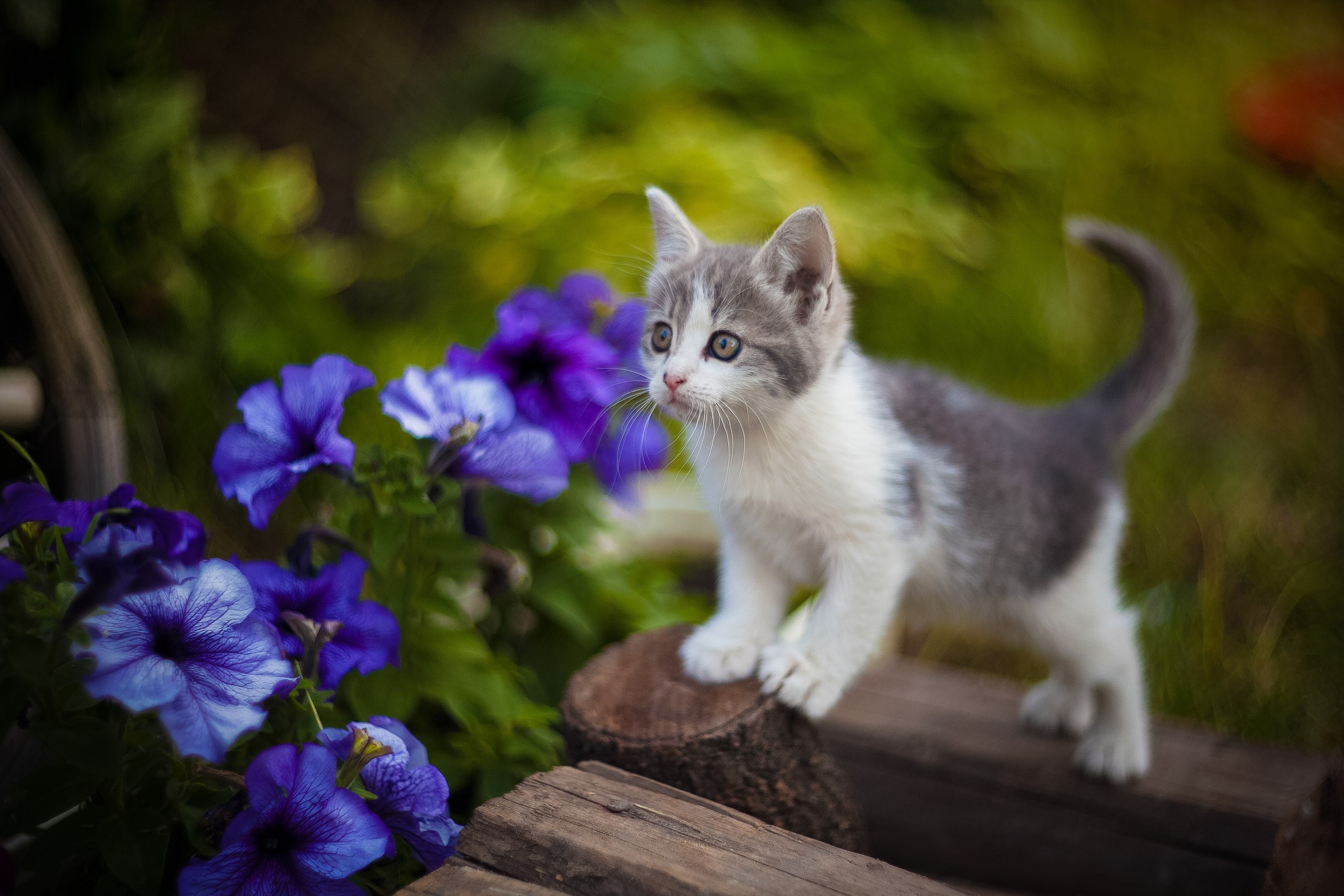 Baby Animal Cat Flower Kitten Pet 2560x1707