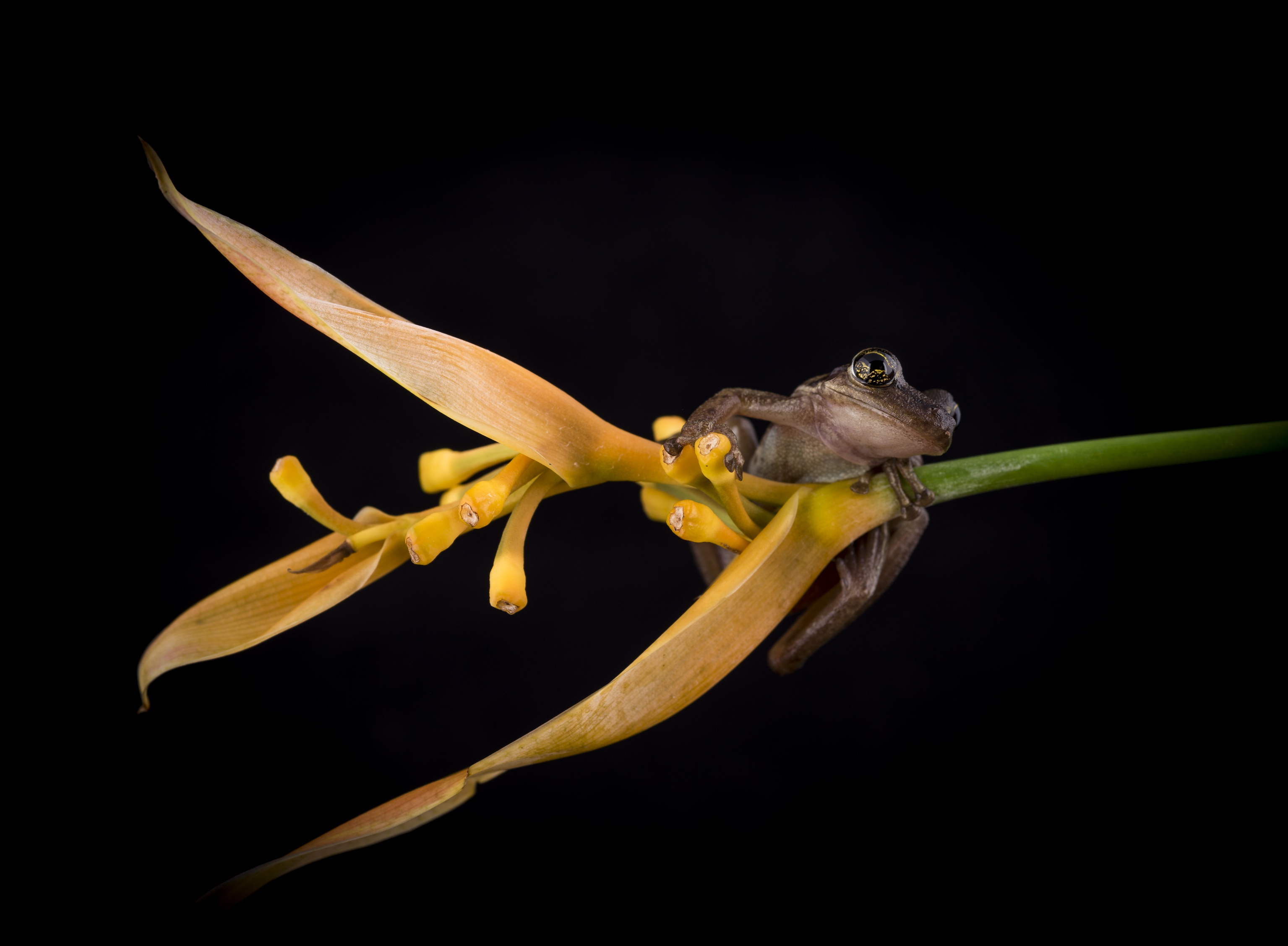 Flower Frog 3070x2255