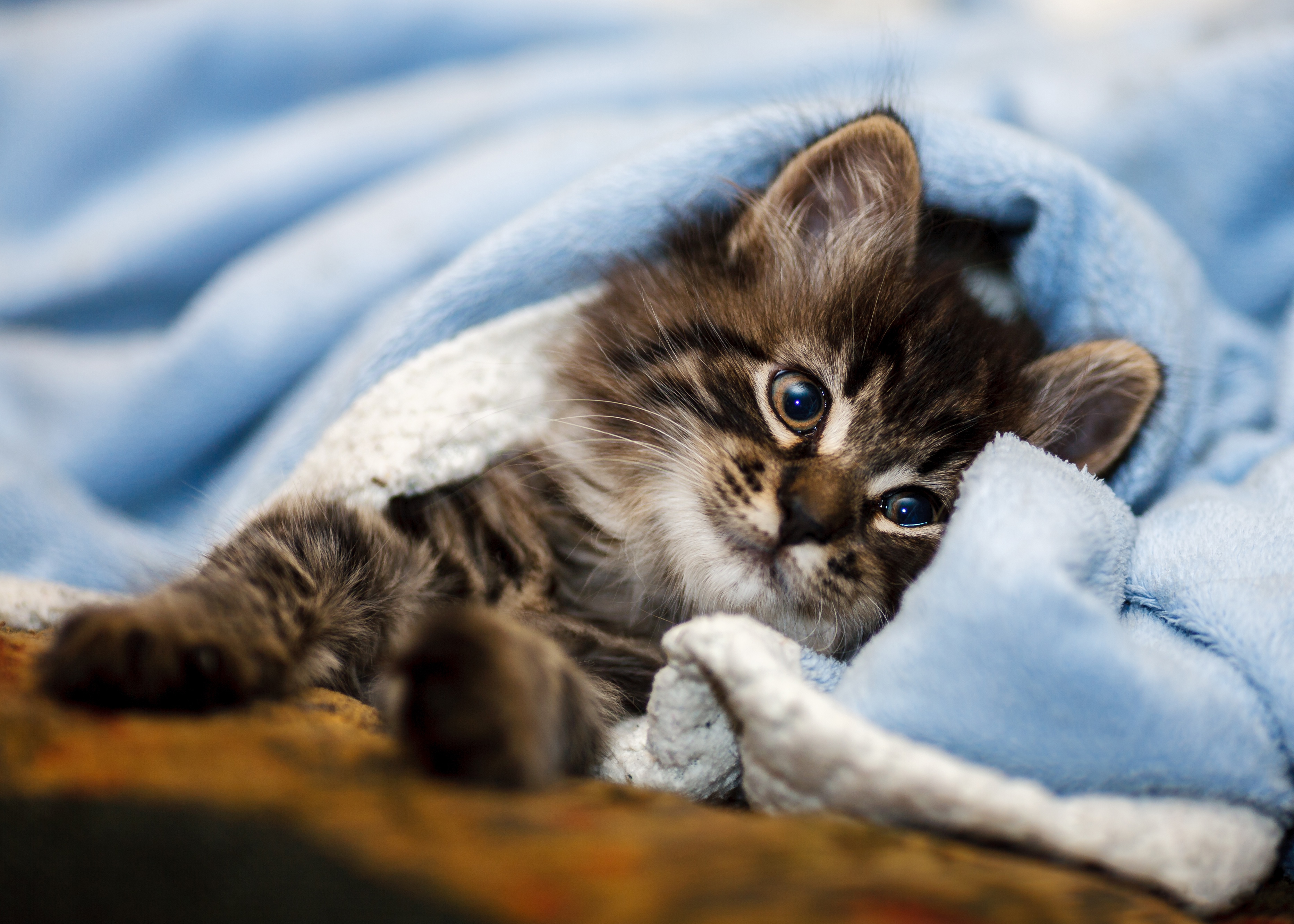 Baby Animal Cat Kitten Pet 3729x2664