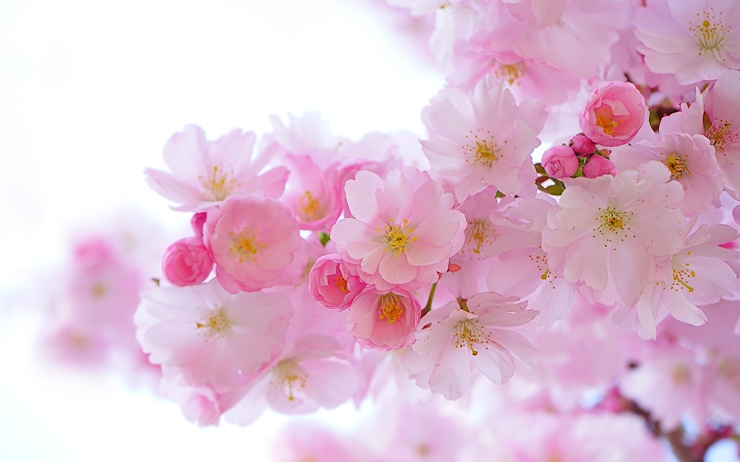 Nature Hans Braxmeier Cherry Blossom Flowers 2560x1600
