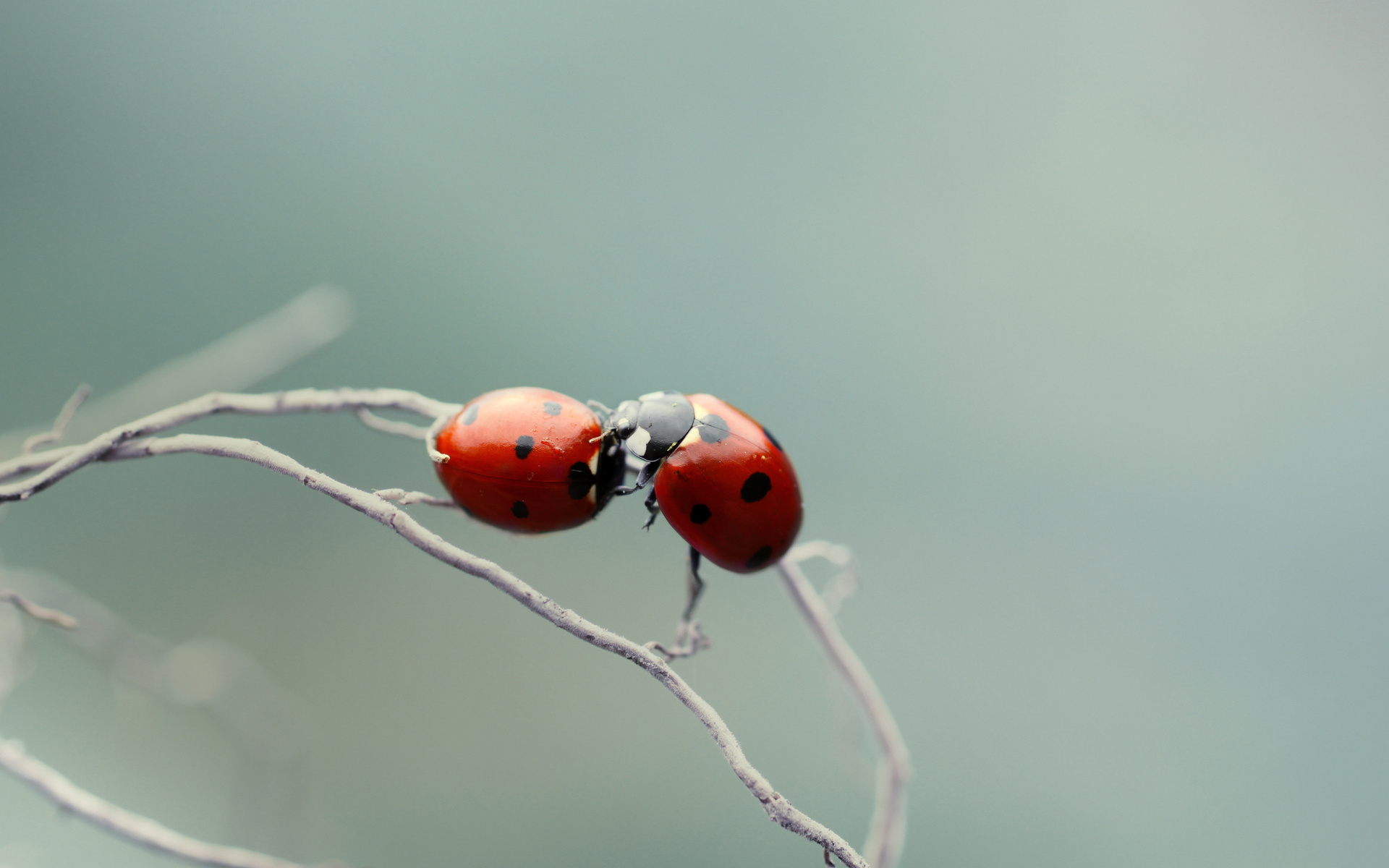 Animal Ladybug 1920x1200