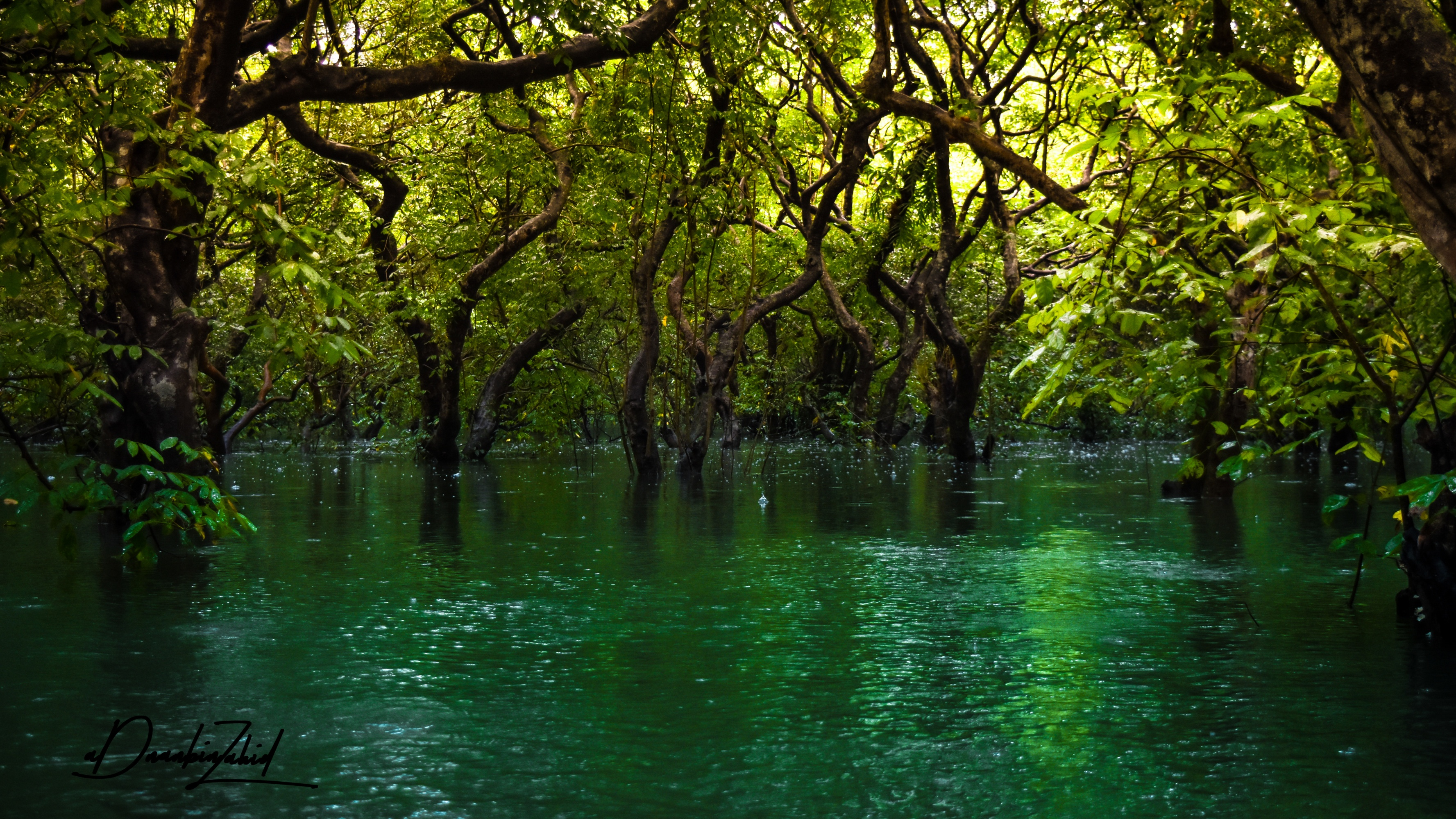 Forest Green Swamp Tree Water 3554x1999