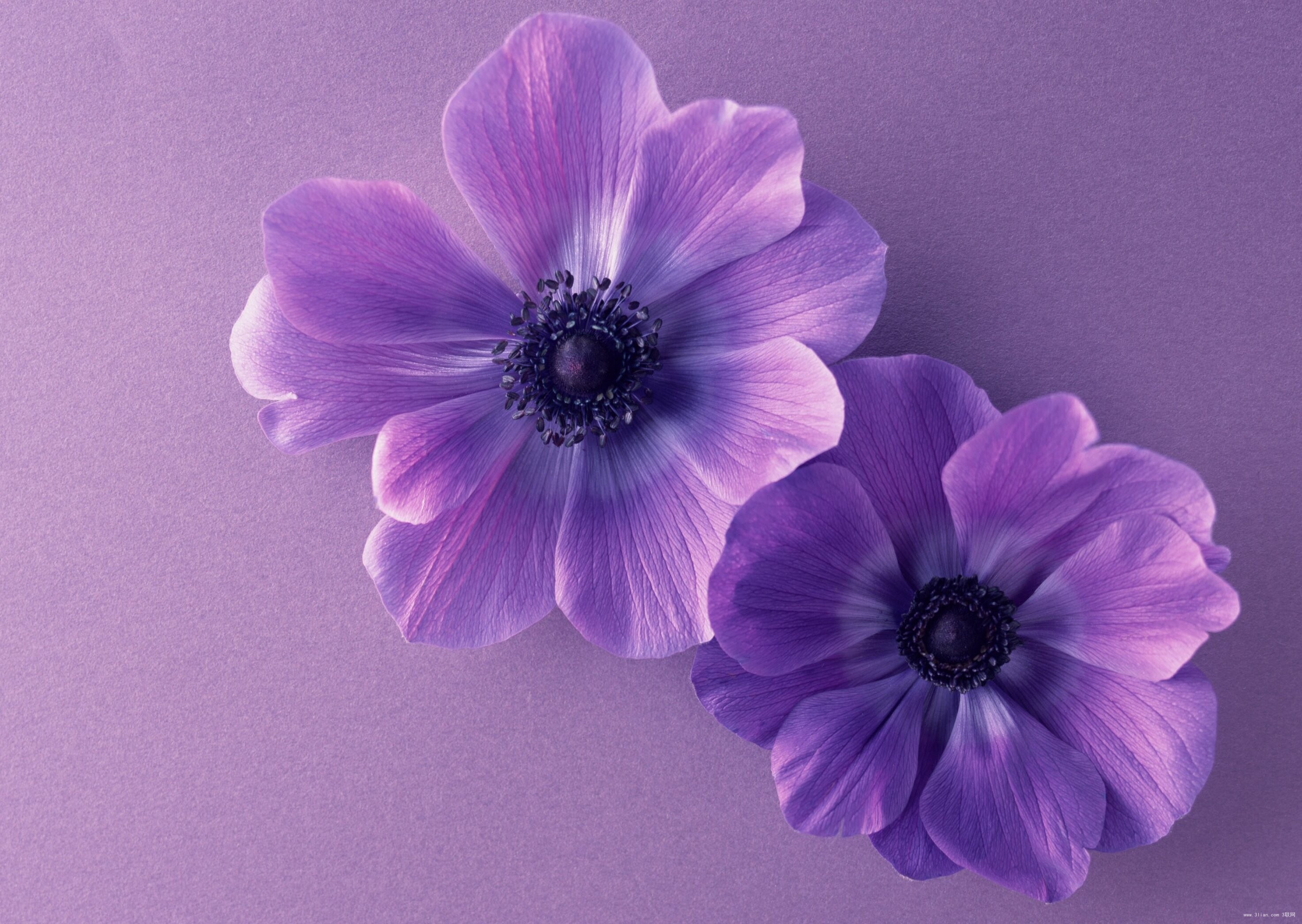 Anemone Flower Purple Flower 2950x2094