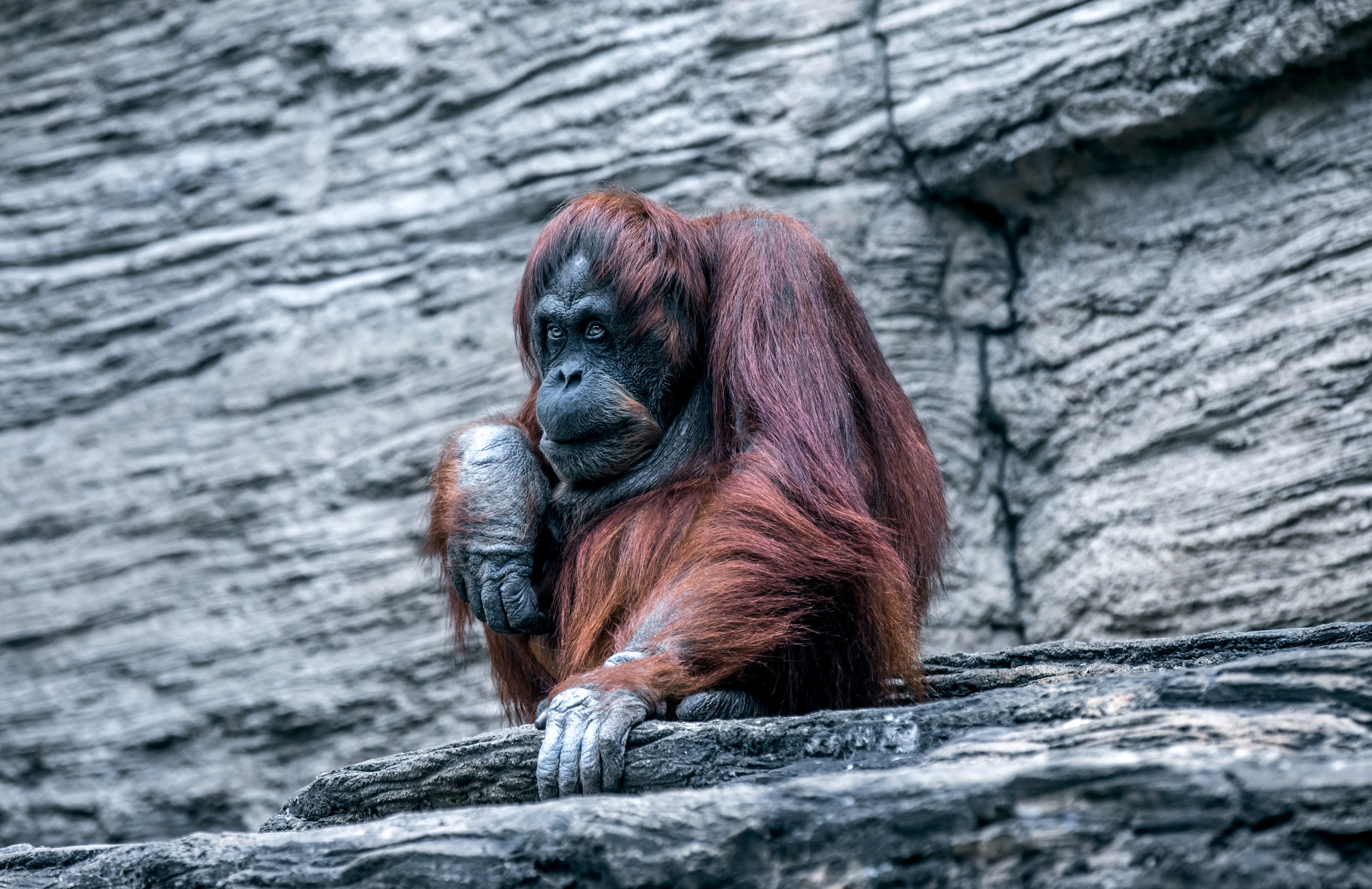Monkey Orangutan Primate 2560x1659