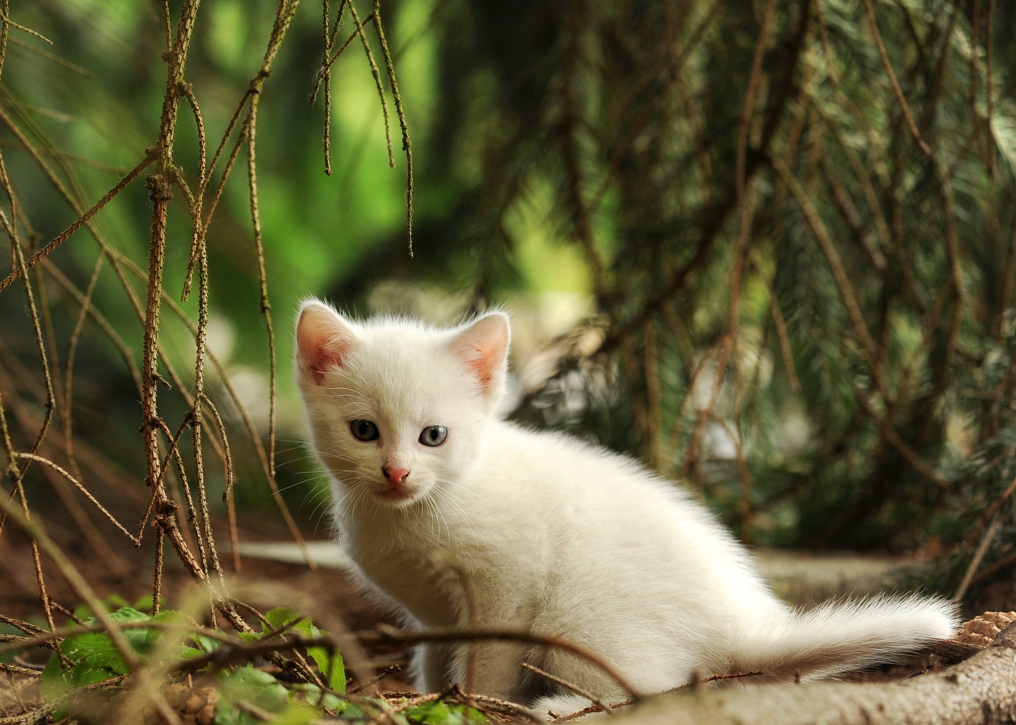 Baby Animal Cat Kitten Pet 3280x2340