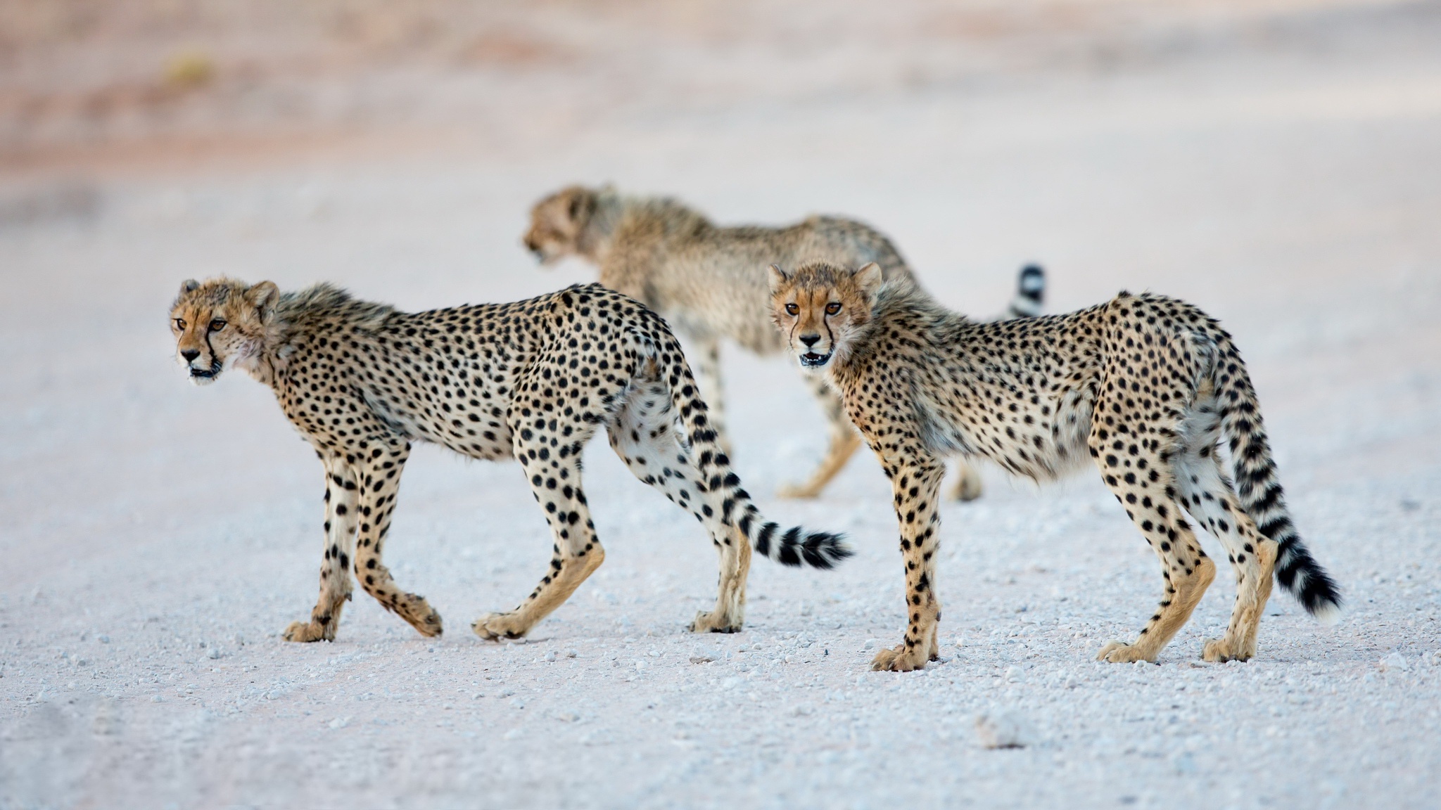Big Cat Cheetah Wildlife Predator Animal 2048x1152