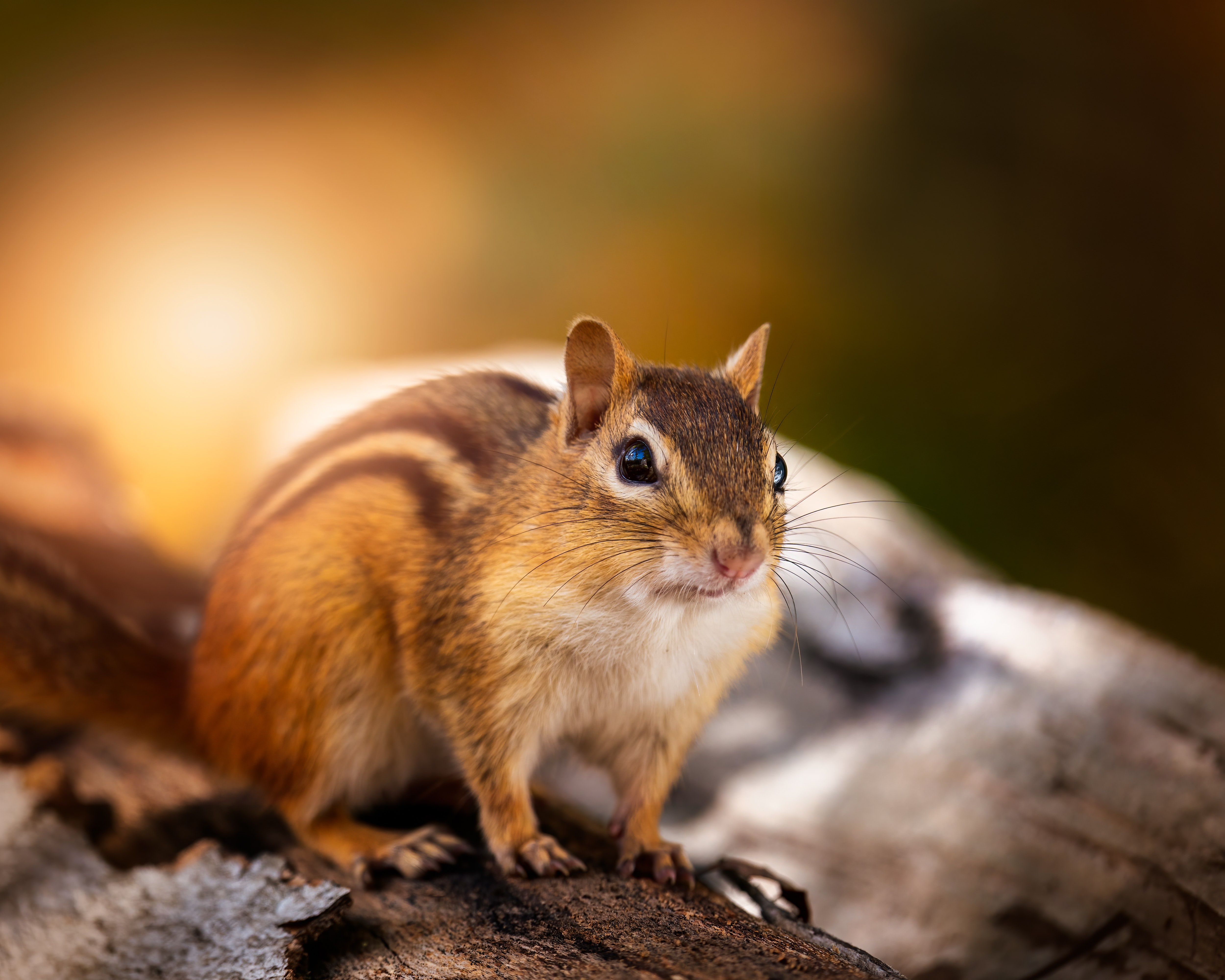 Chipmunk Rodent Wildlife 5000x4000