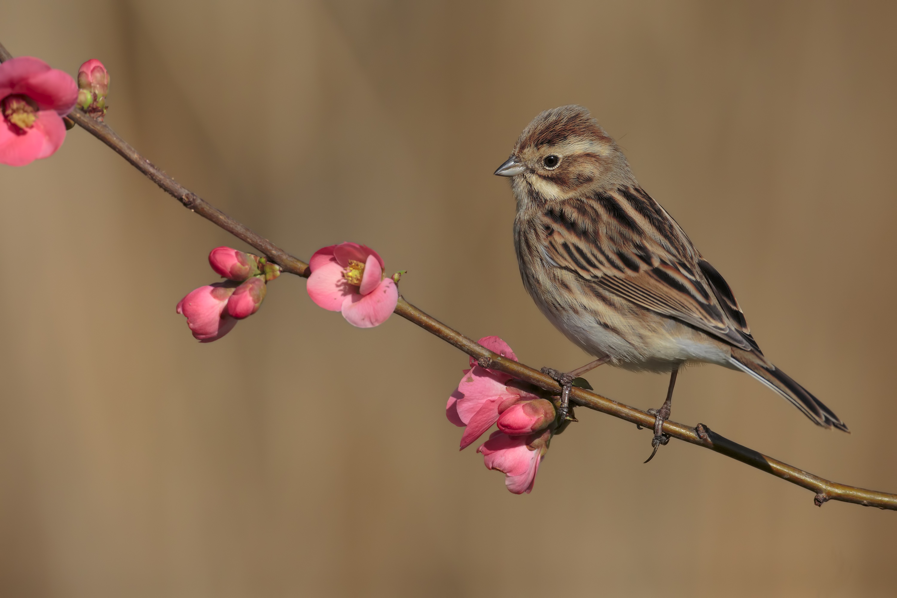 Bird Bunting Passerine Wildlife 3000x2000