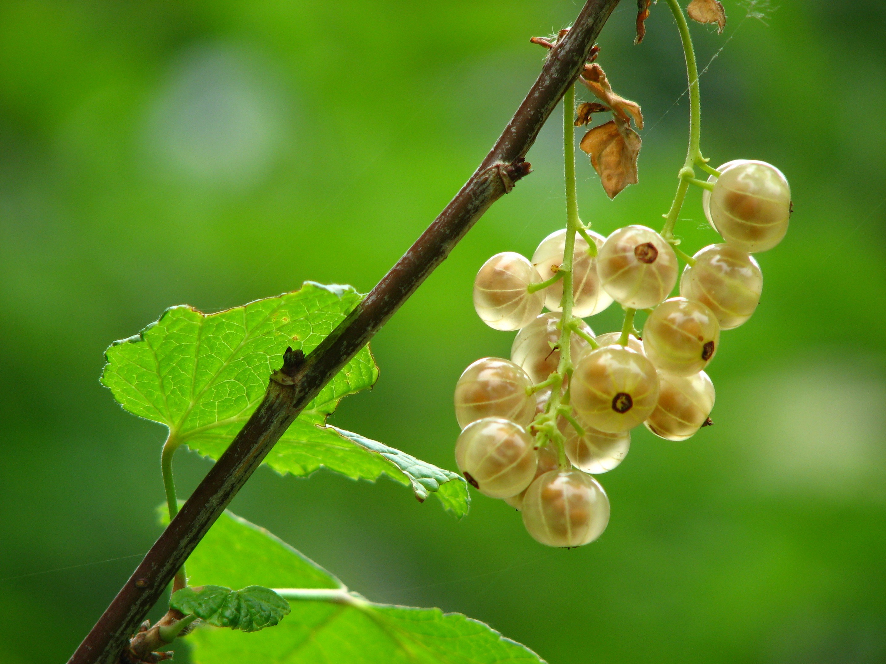 Berry Branch Currants 2816x2112