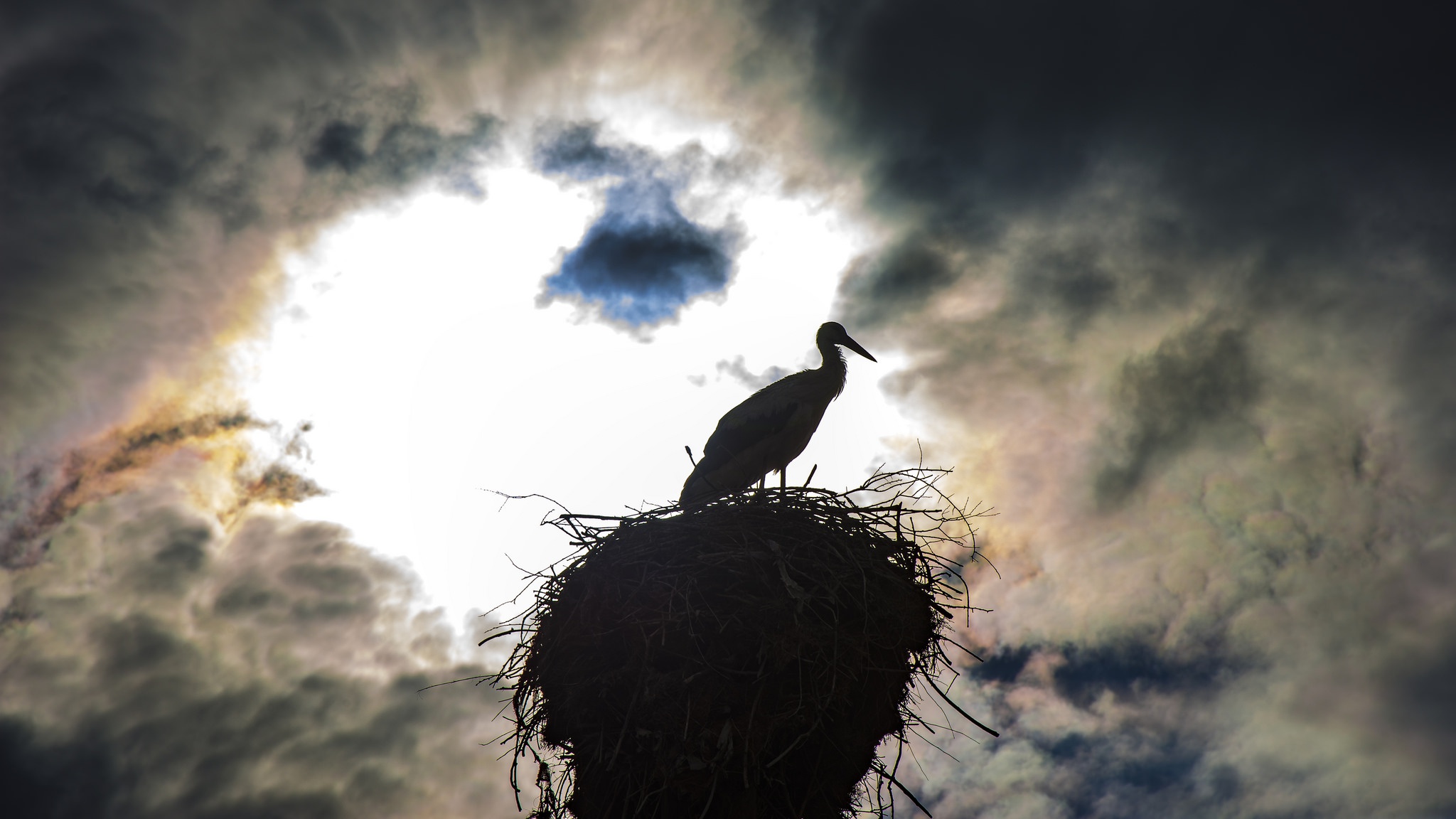 Dark Sky Clouds Nests Animals Birds 2048x1152