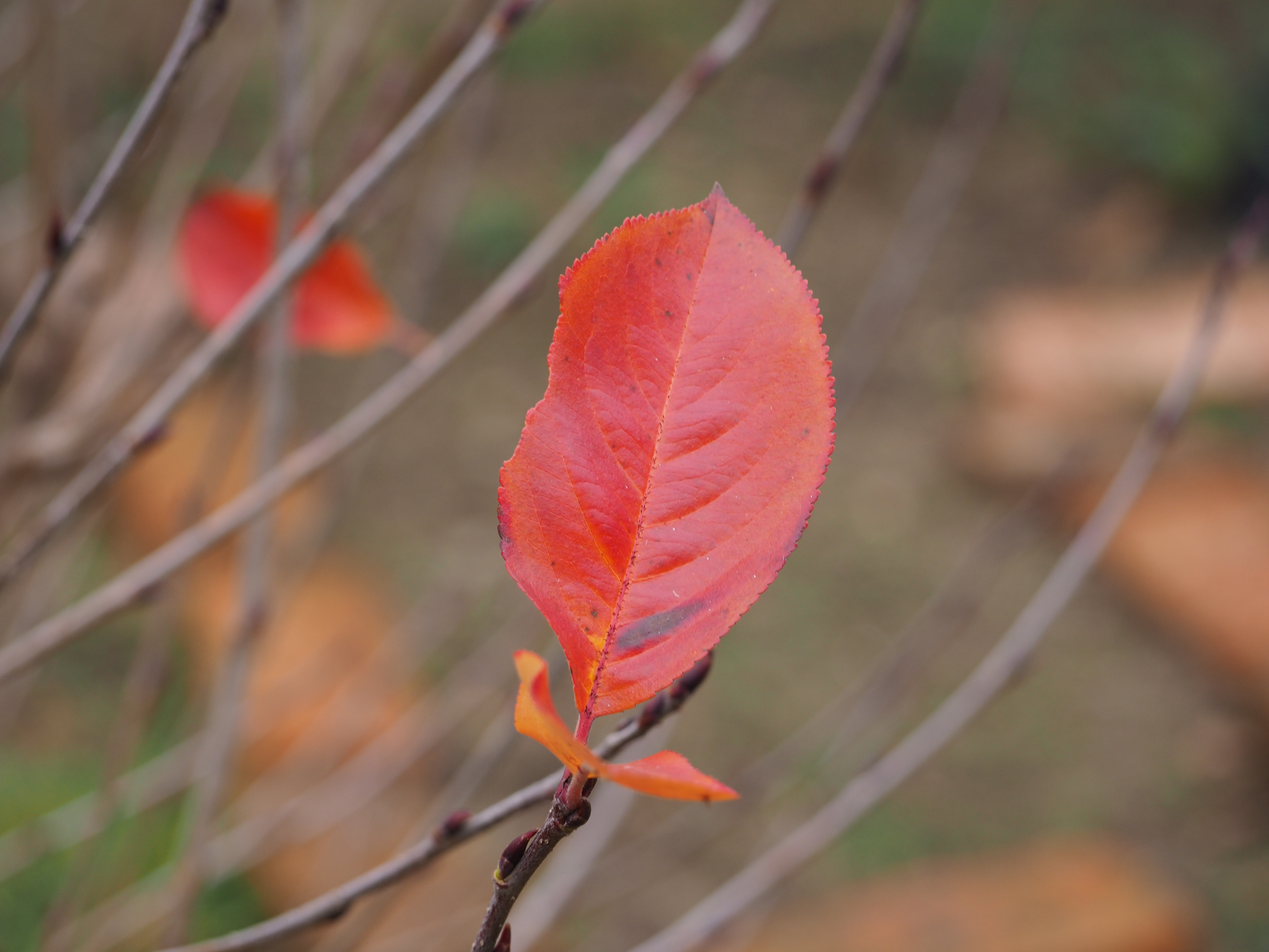 Leaves Maple Leaf Depth Of Field 4608x3456