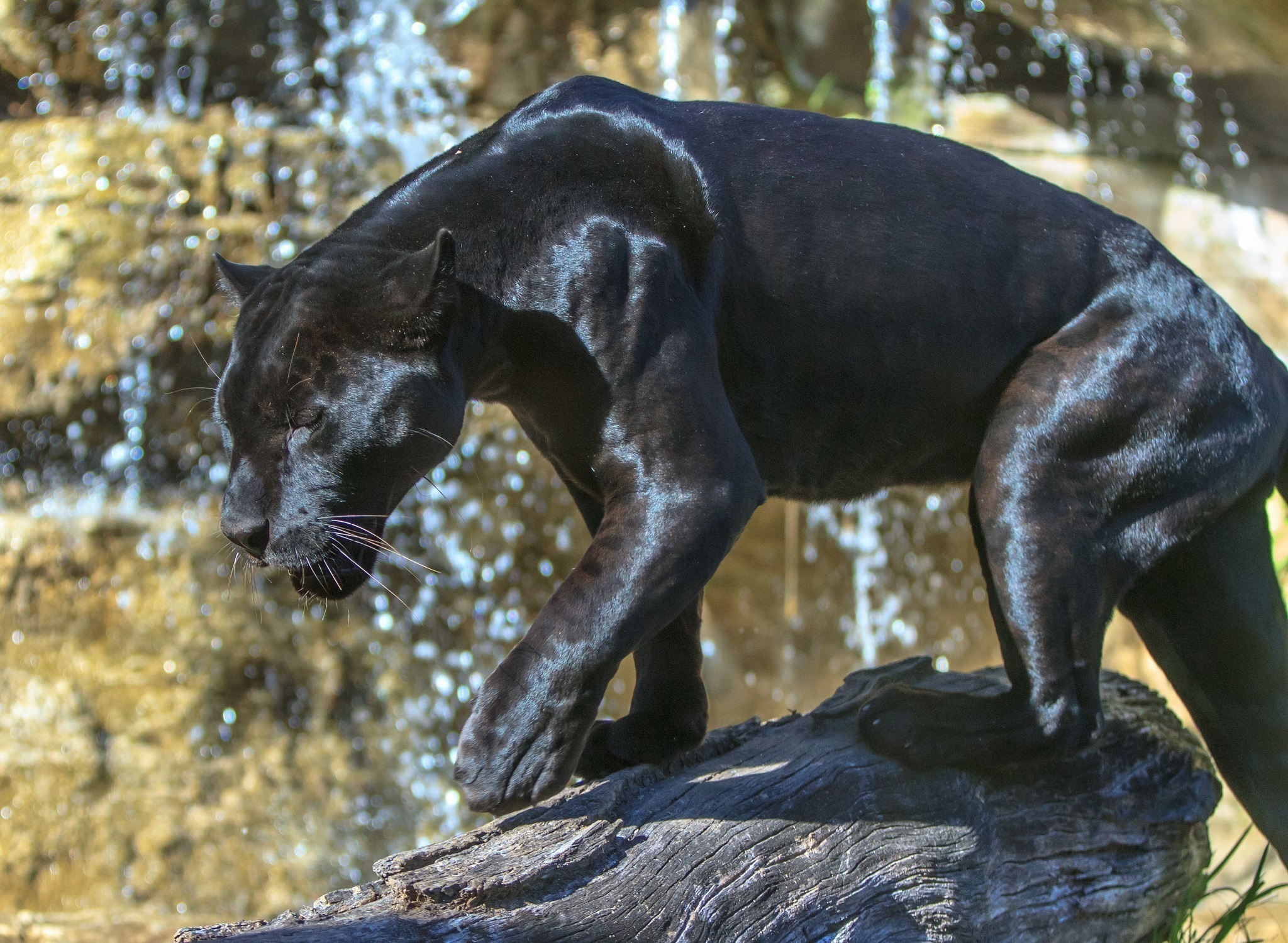 Big Cat Black Panther Wildlife Predator Animal 2048x1500