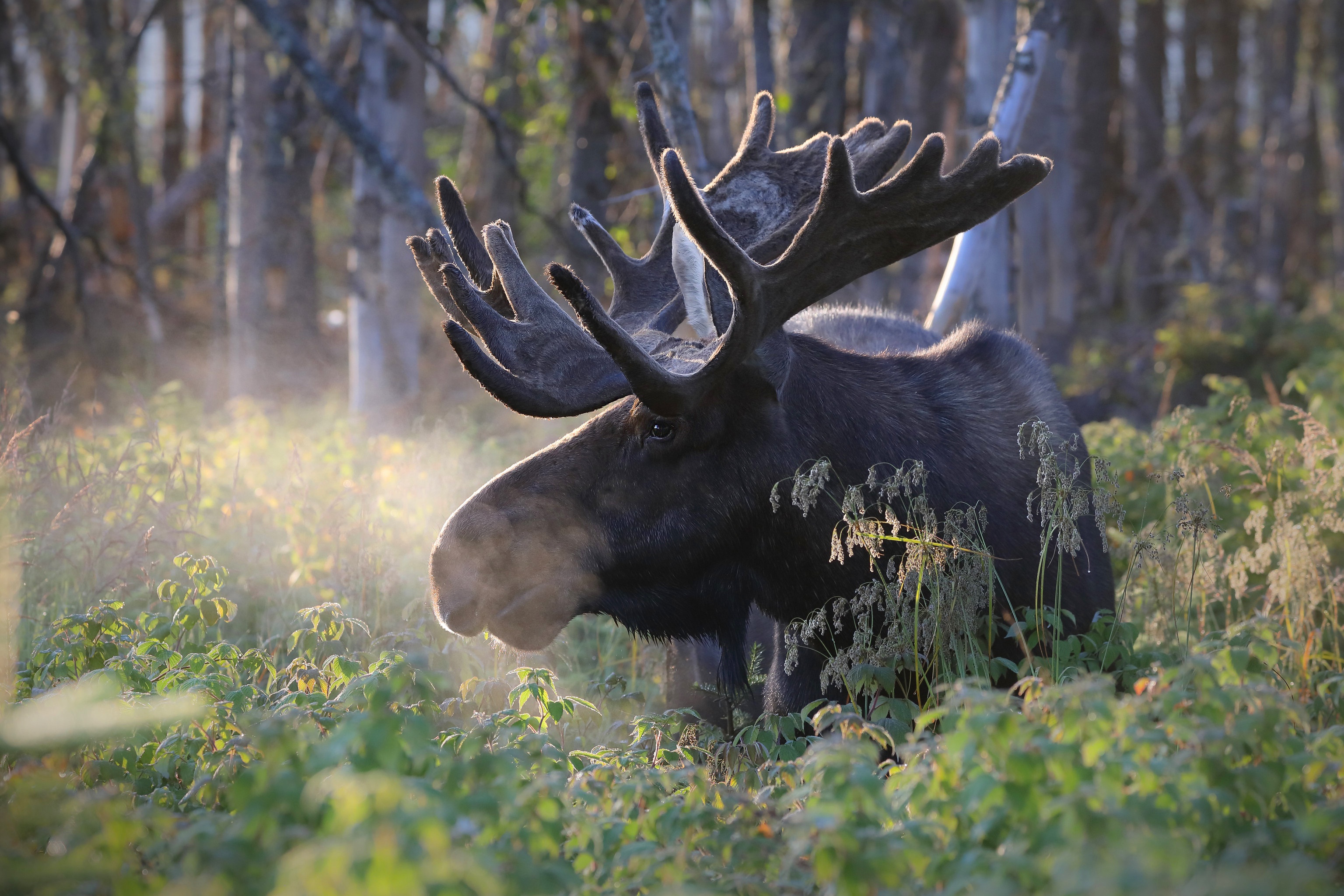 Moose Wildlife 3072x2048