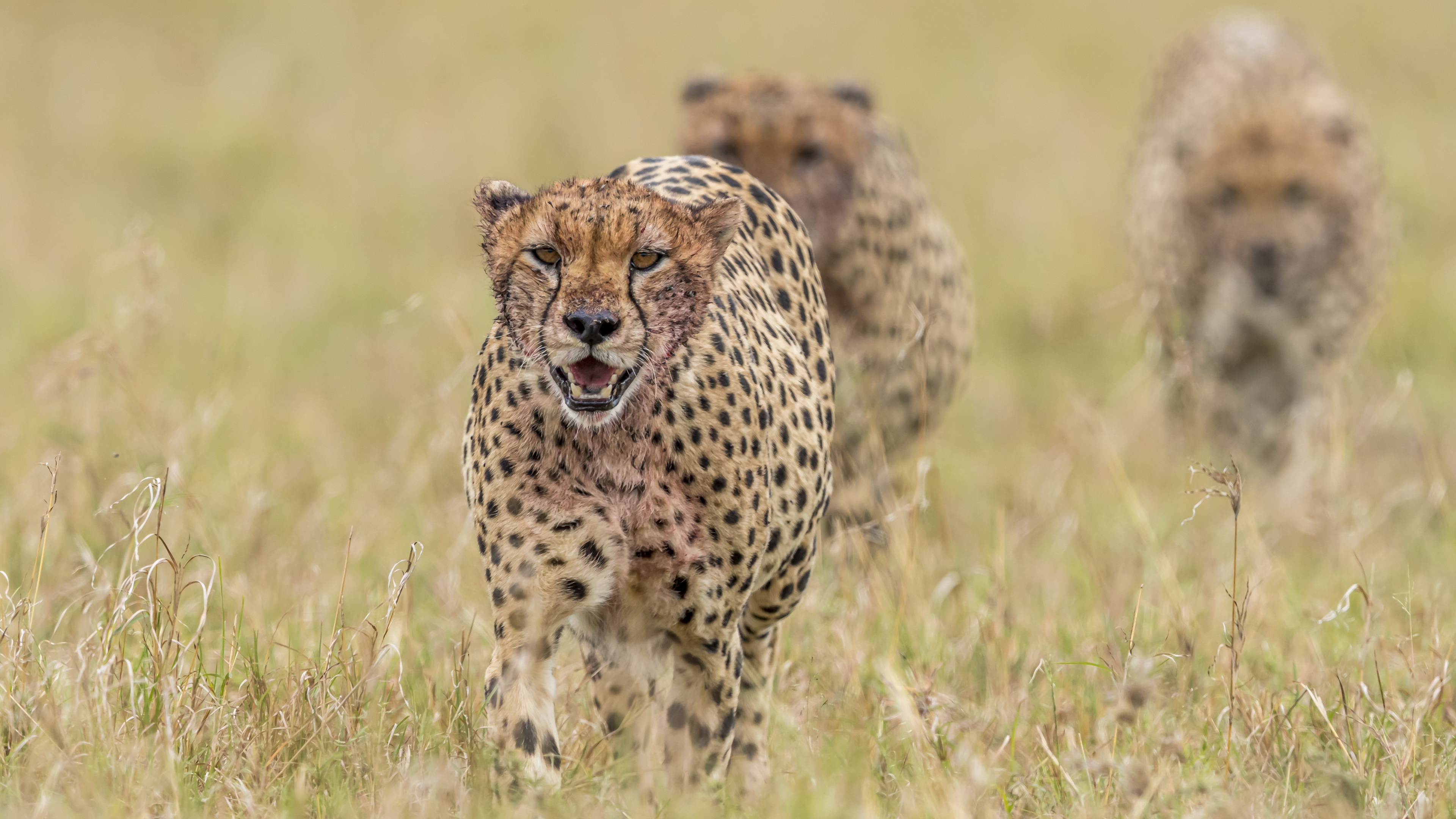 Big Cat Cheetah Wildlife Predator Animal 3840x2160