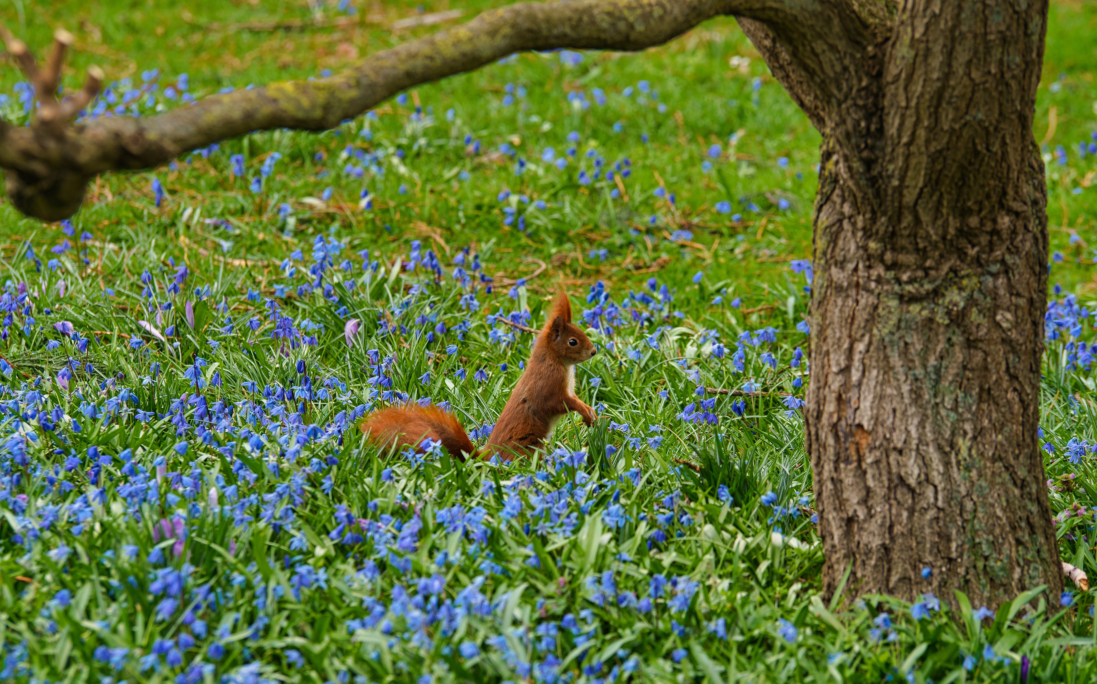 Blue Flower Flower Rodent Squirrel Wildlife 3840x2396