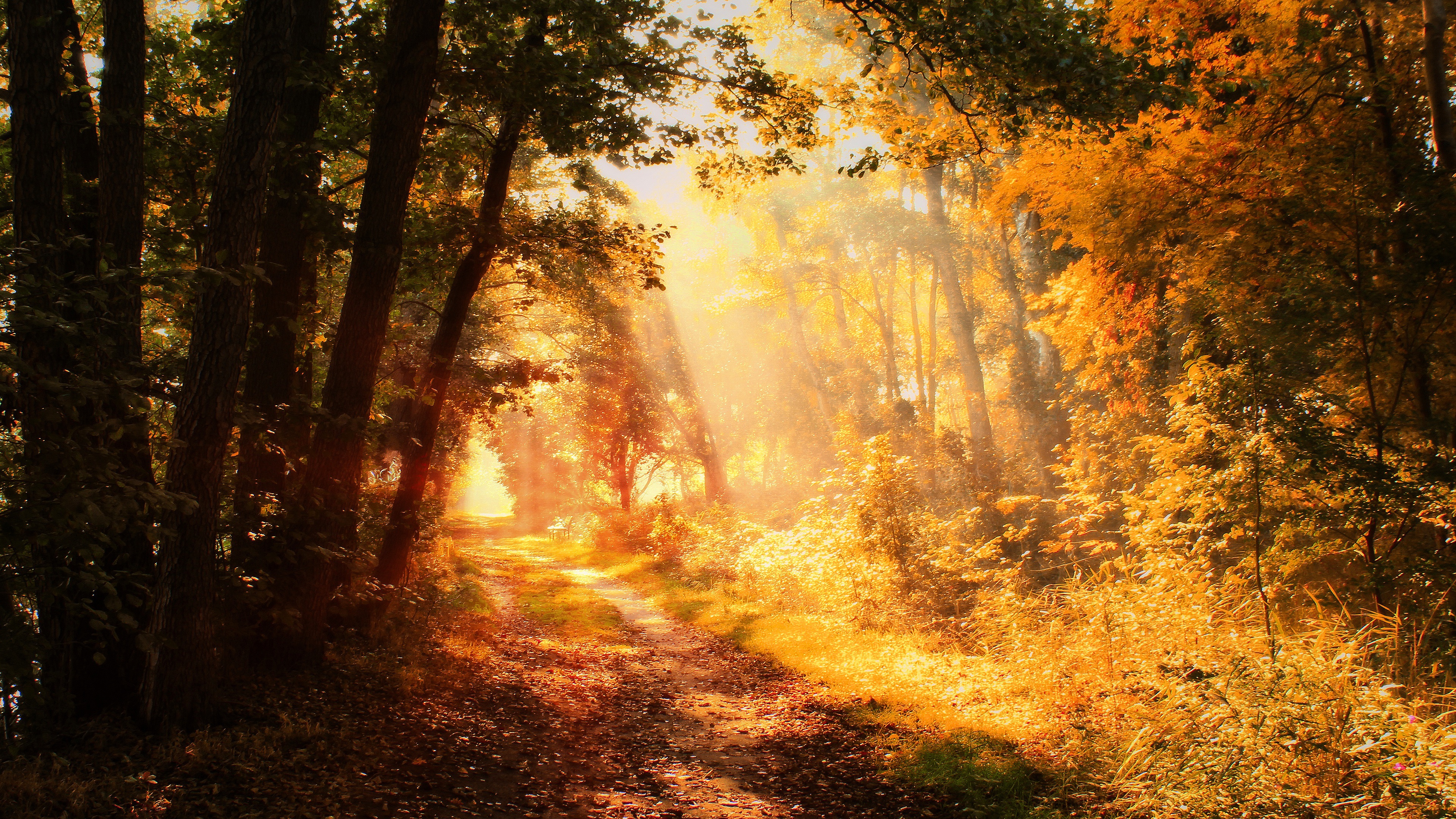 Fall Foliage Nature Path Sunbeam 3840x2160