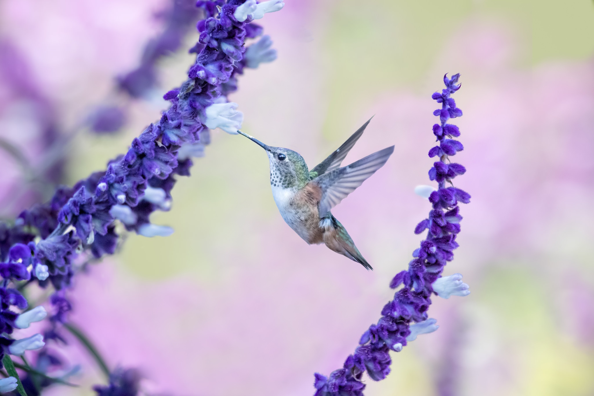 Bird Hummingbird Purple Flower Wildlife 2048x1365