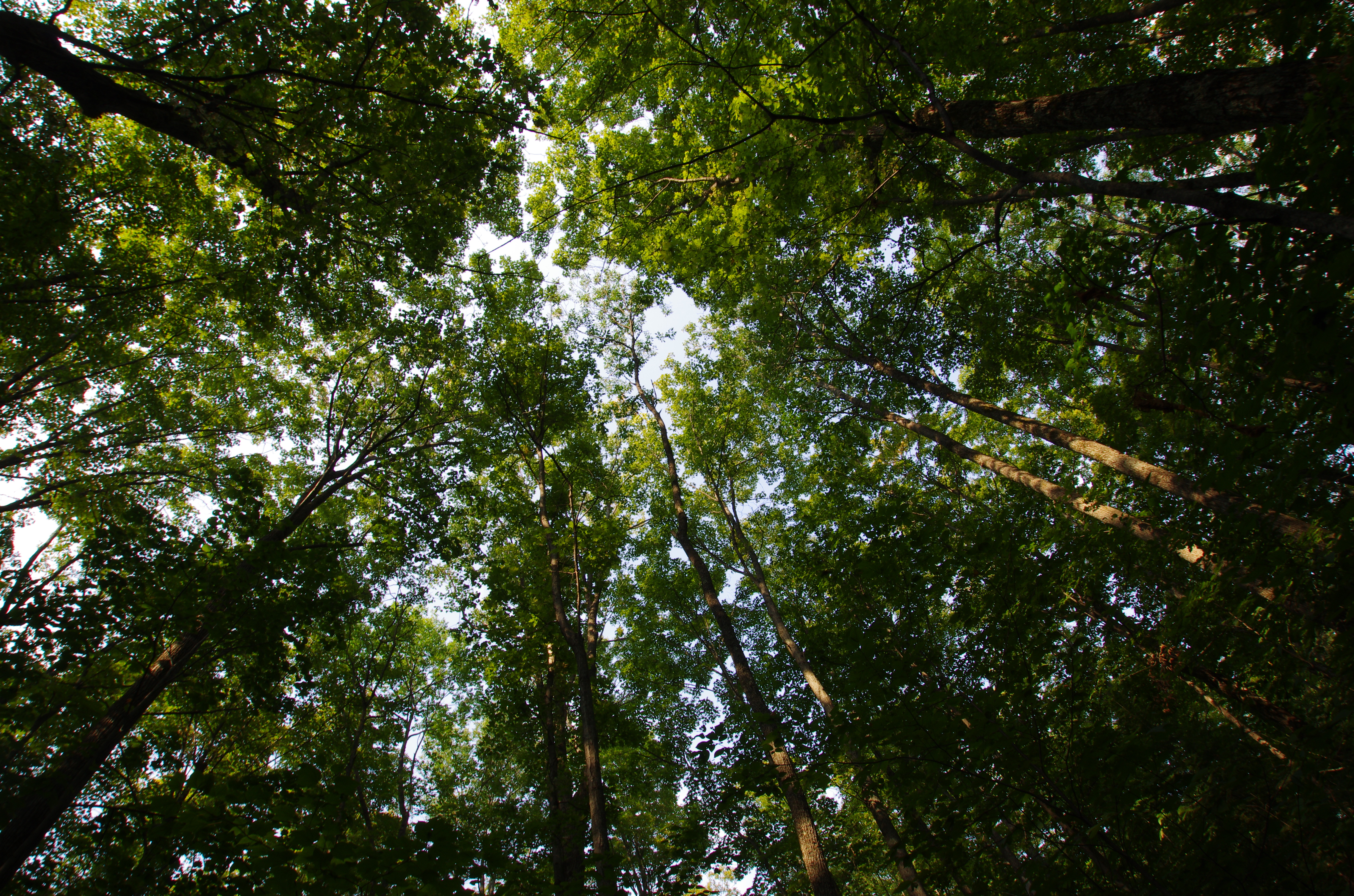 Forest Tree Treetops 4928x3264